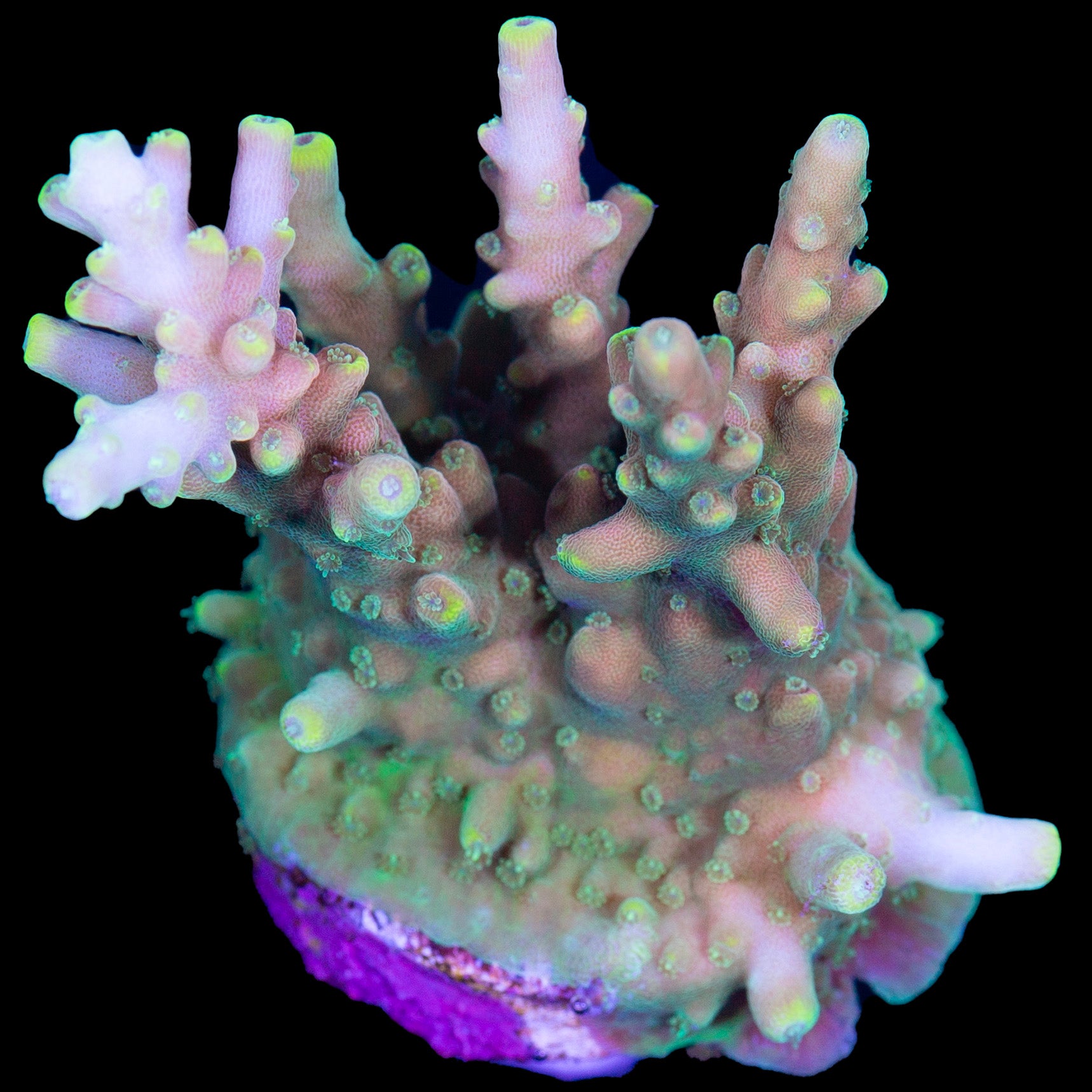 Candyland Acropora Coral - Chunky Frag