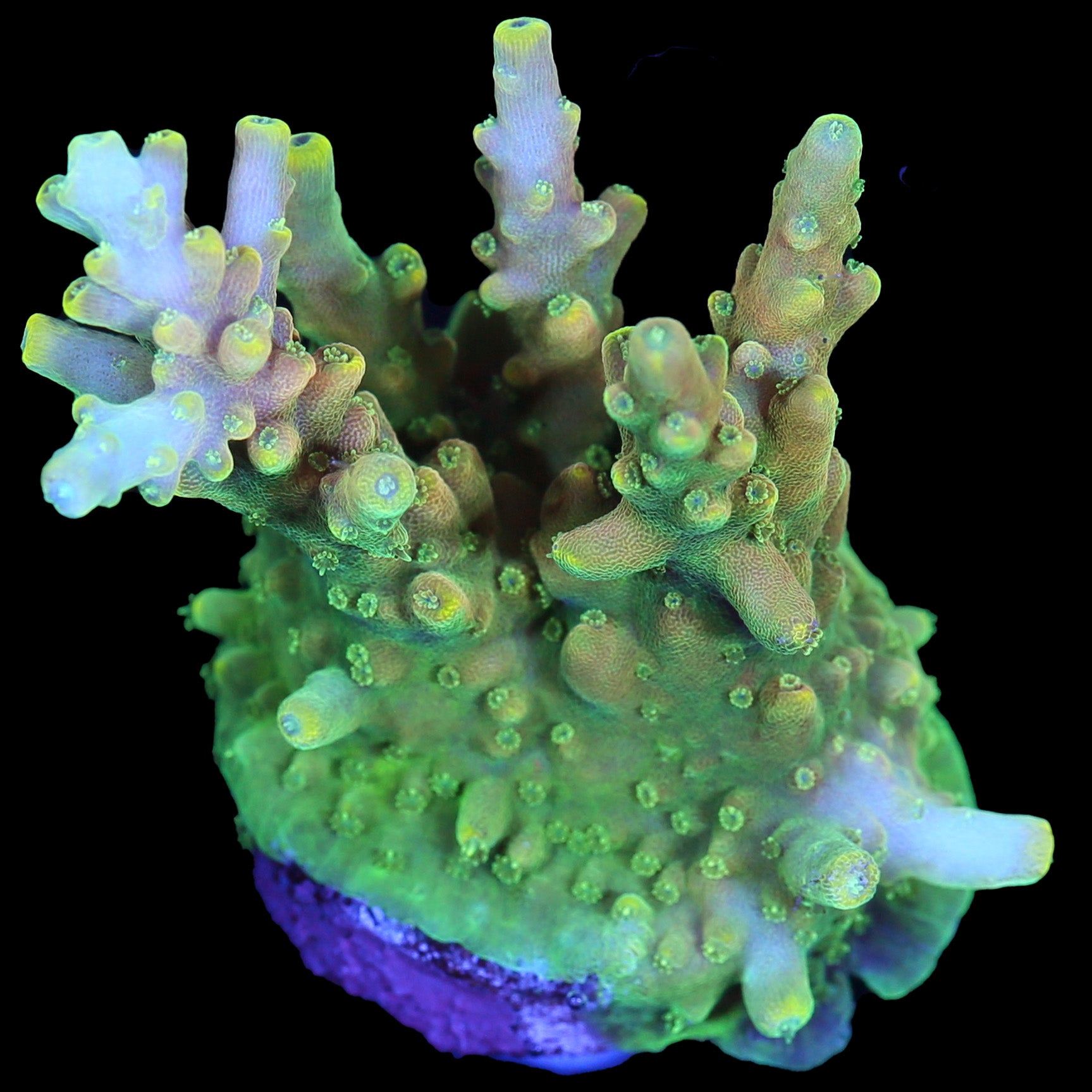 Candyland Acropora Coral - Chunky Frag