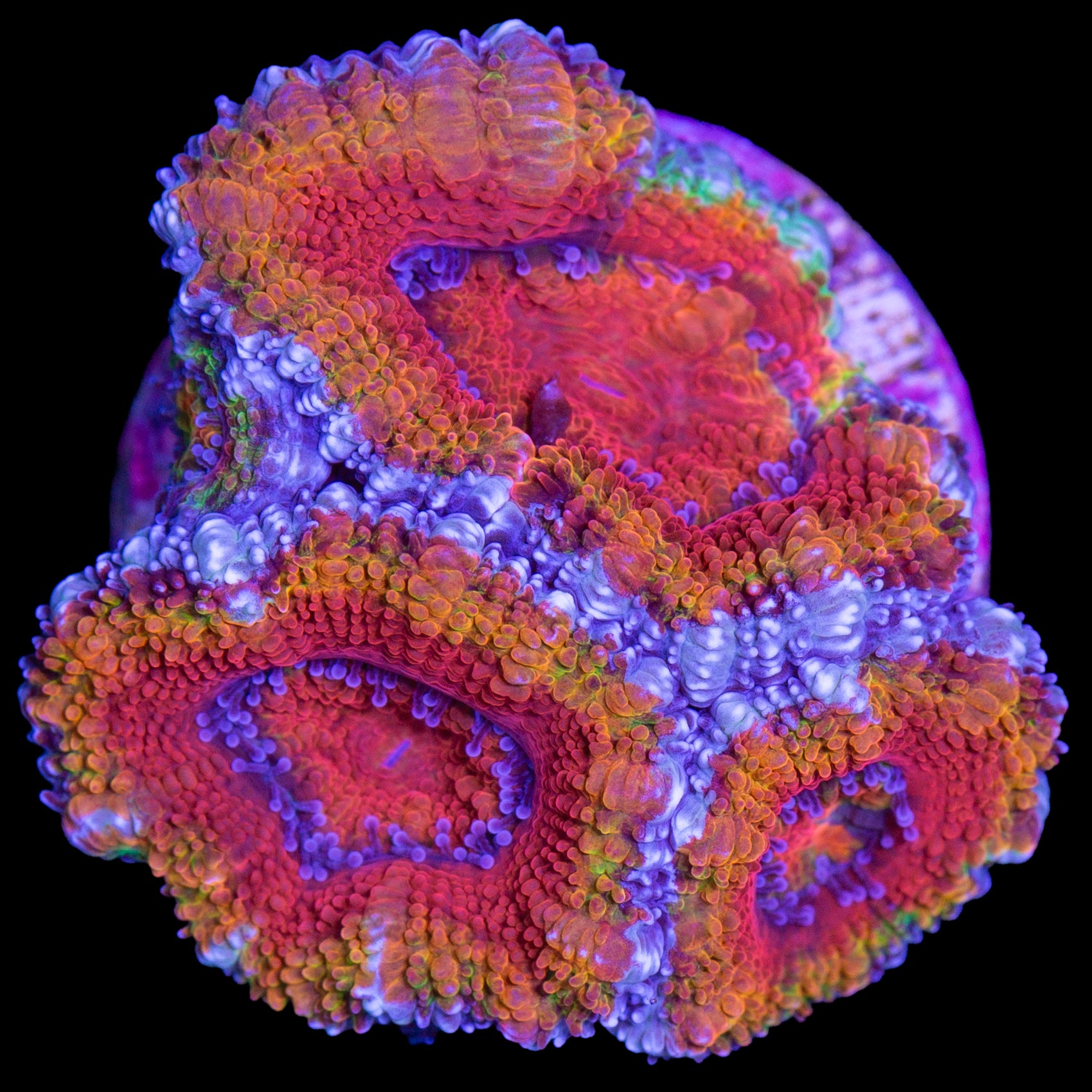 Rainbow Acan Coral