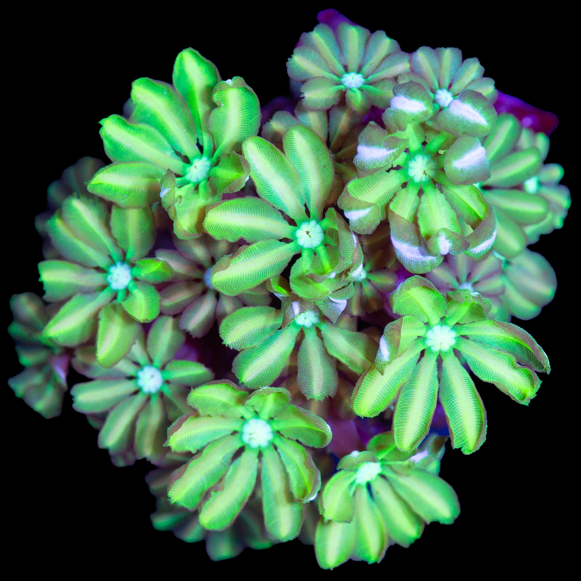 Vivid's Neon Green Pipe Organ Coral