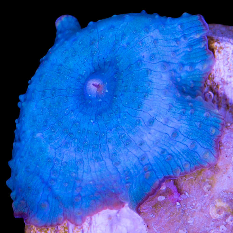 Blue Mushroom