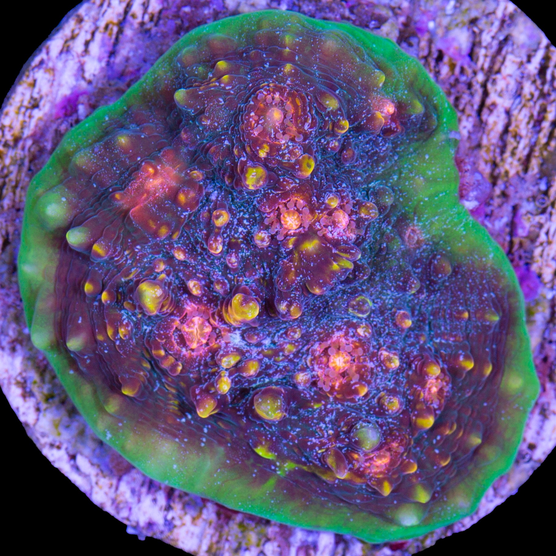 Vivid's Cosmos Echinophyllia Coral