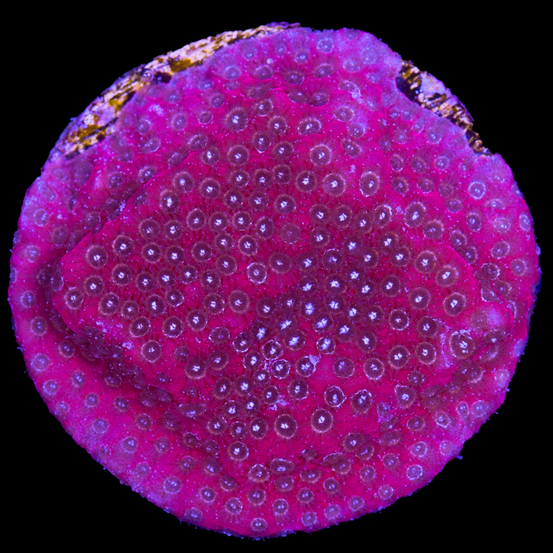 Darth Maul Porites Coral