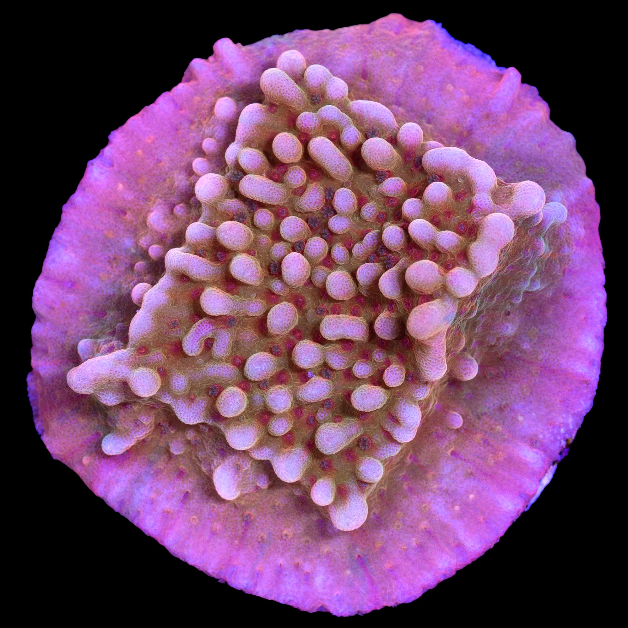 Vivid's Fairytale Montipora Coral