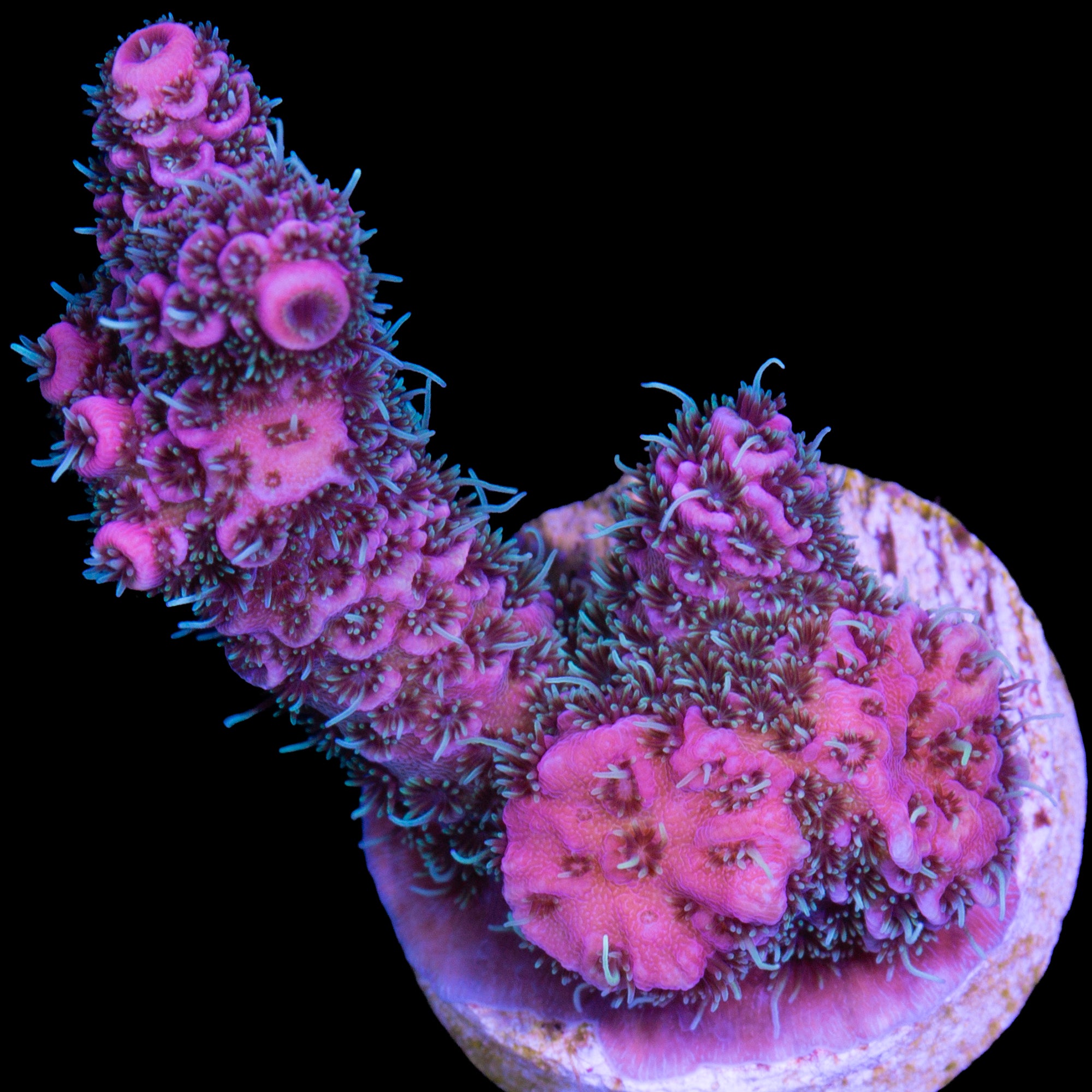 Raspberry Millepora Acropora Coral