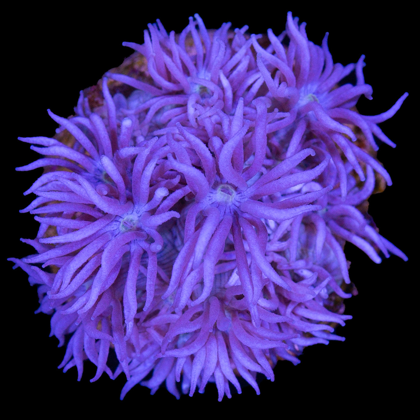 Purple Goniopora Coral