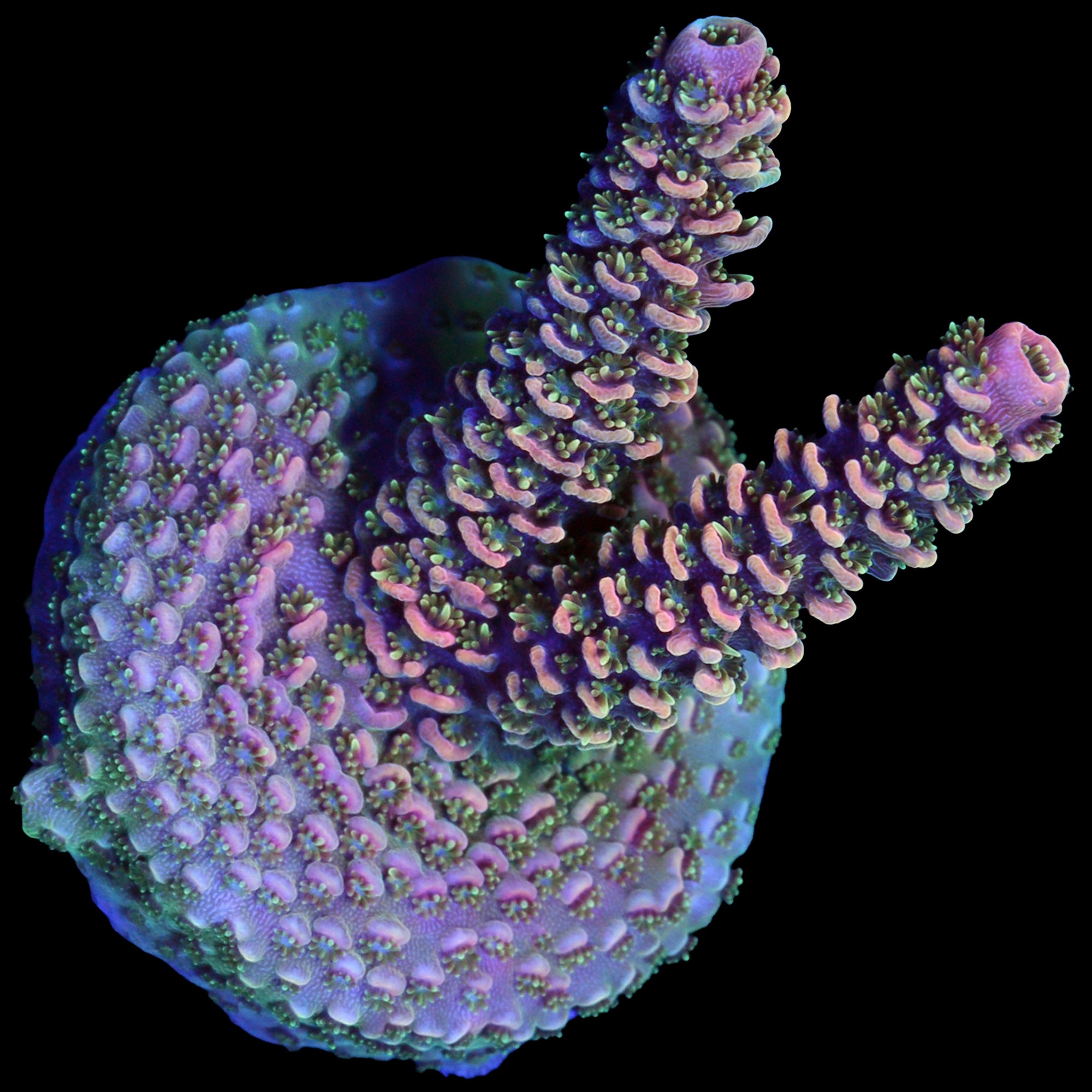 Pink Millepora Acropora Coral