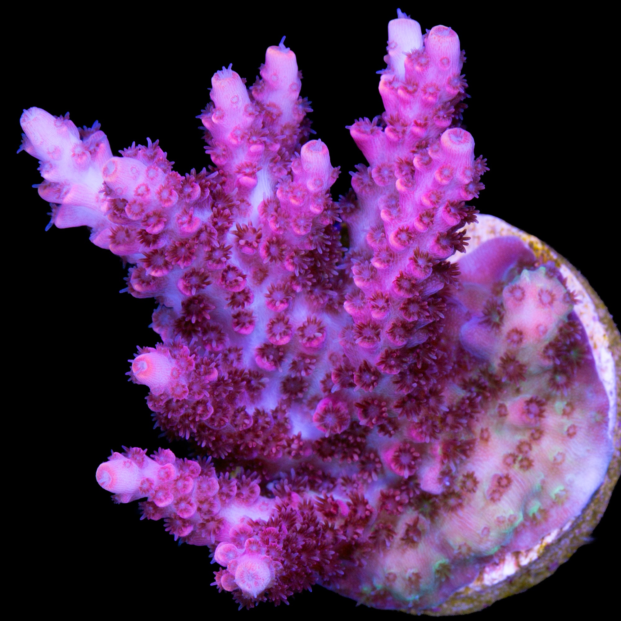 TSA Fruity Pebbles Acropora Coral
