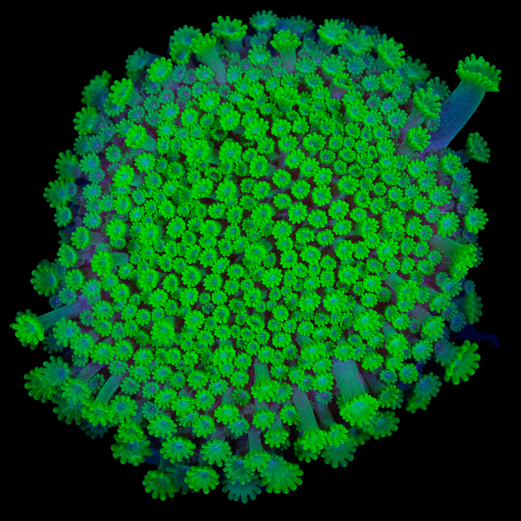 Toxic Bernardpora Coral
