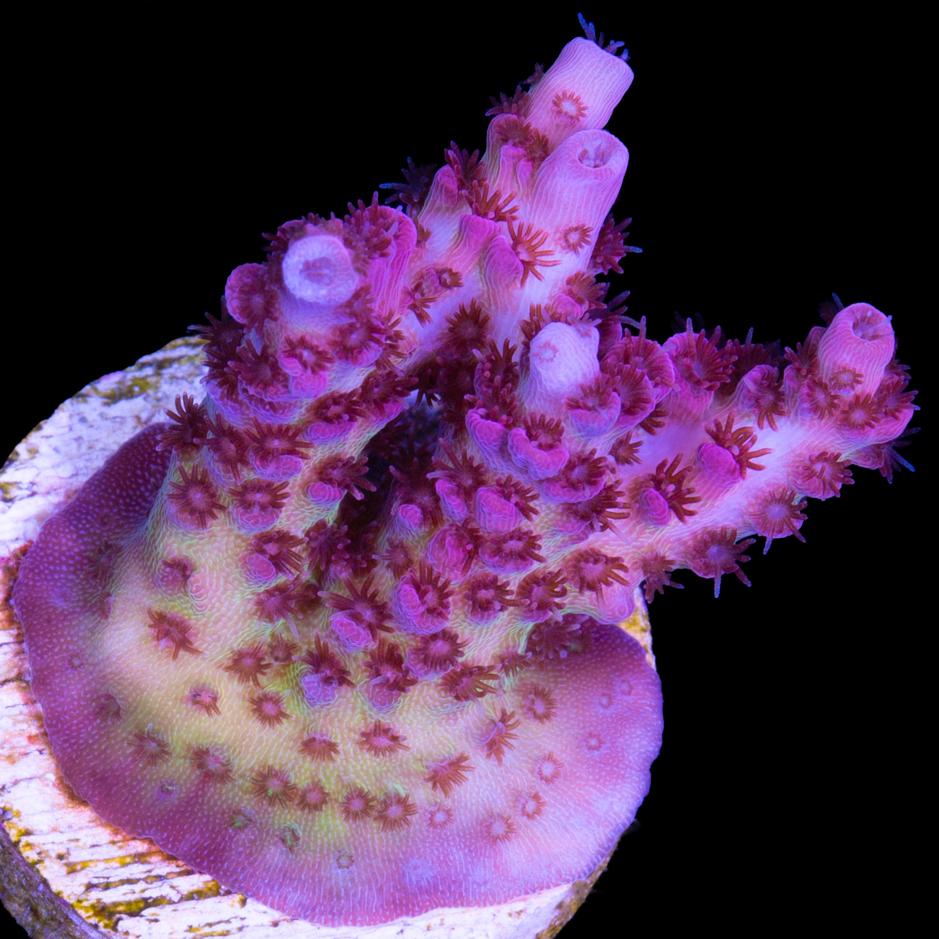 Vivid's Peppermint Table Acropora Coral