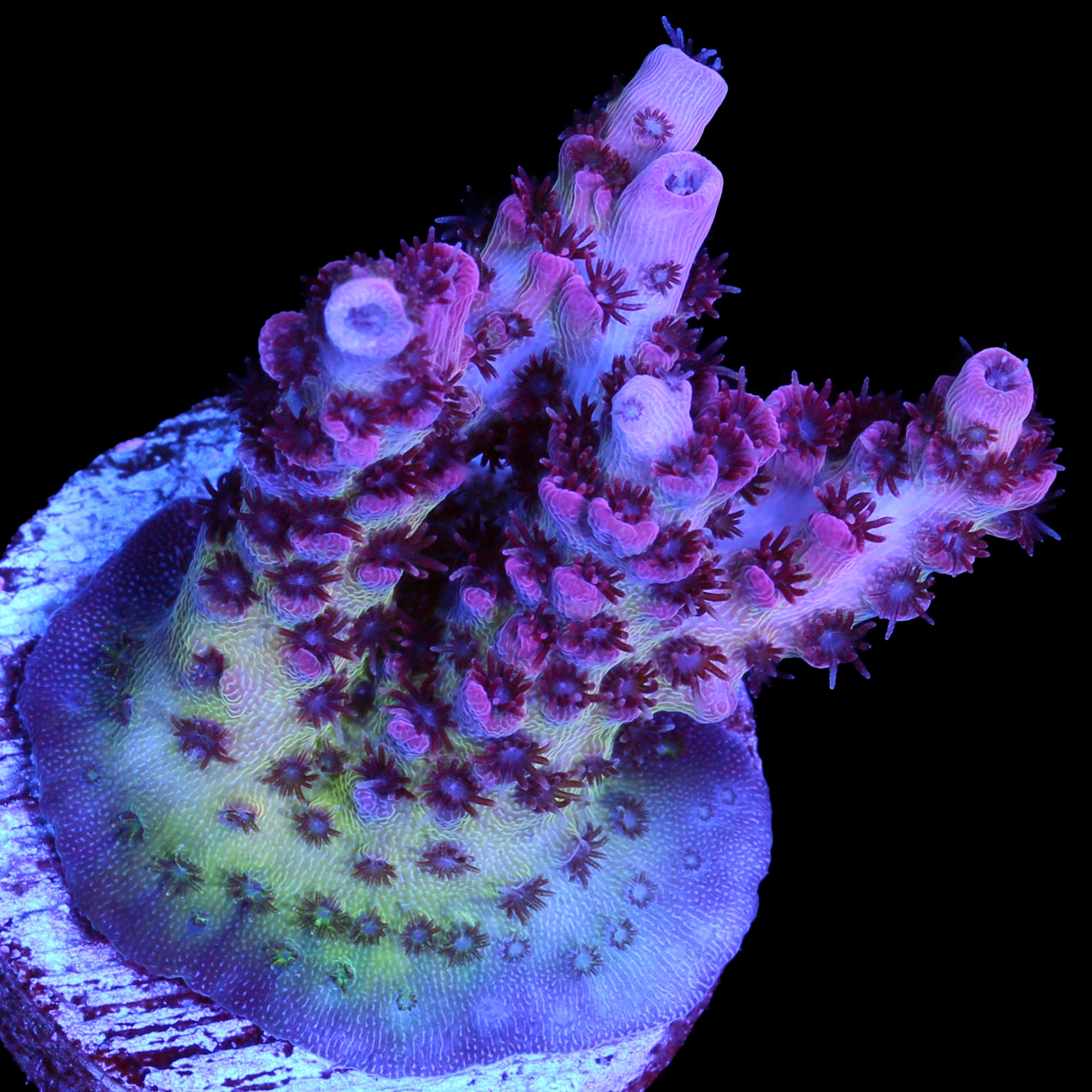 Vivid's Peppermint Table Acropora Coral