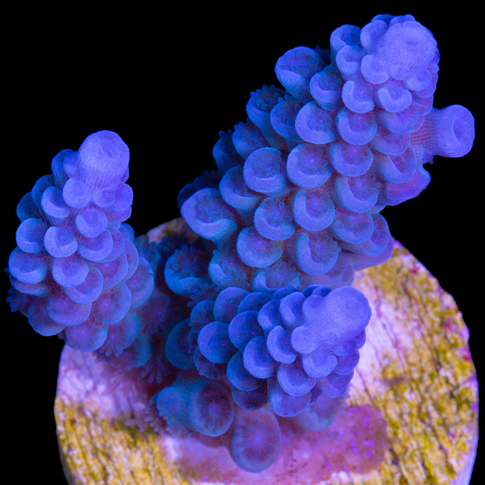 Ultra Blue Tenuis Acropora Coral