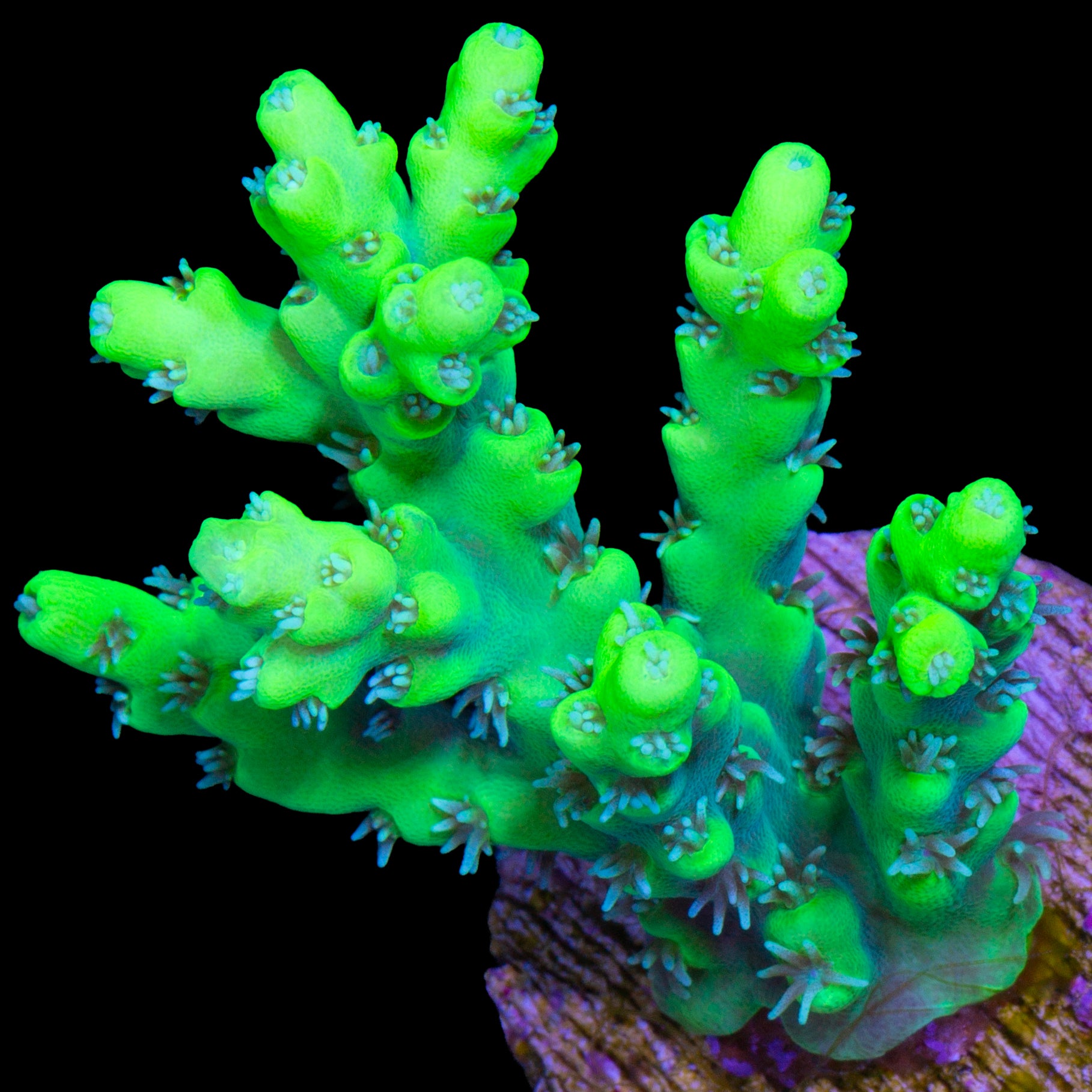 Toxic Table Acropora Coral
