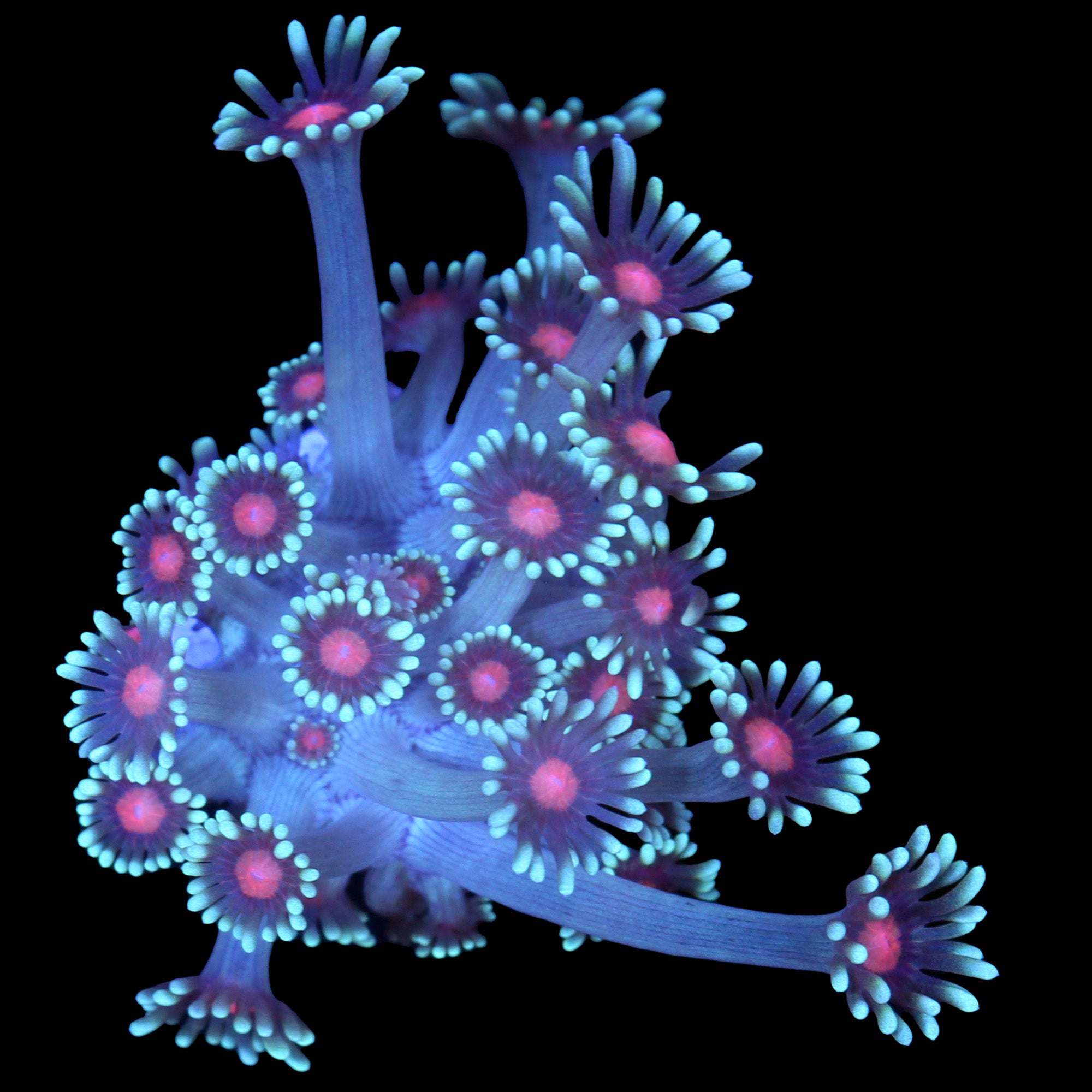 Vivid's Sakura Goniopora Coral