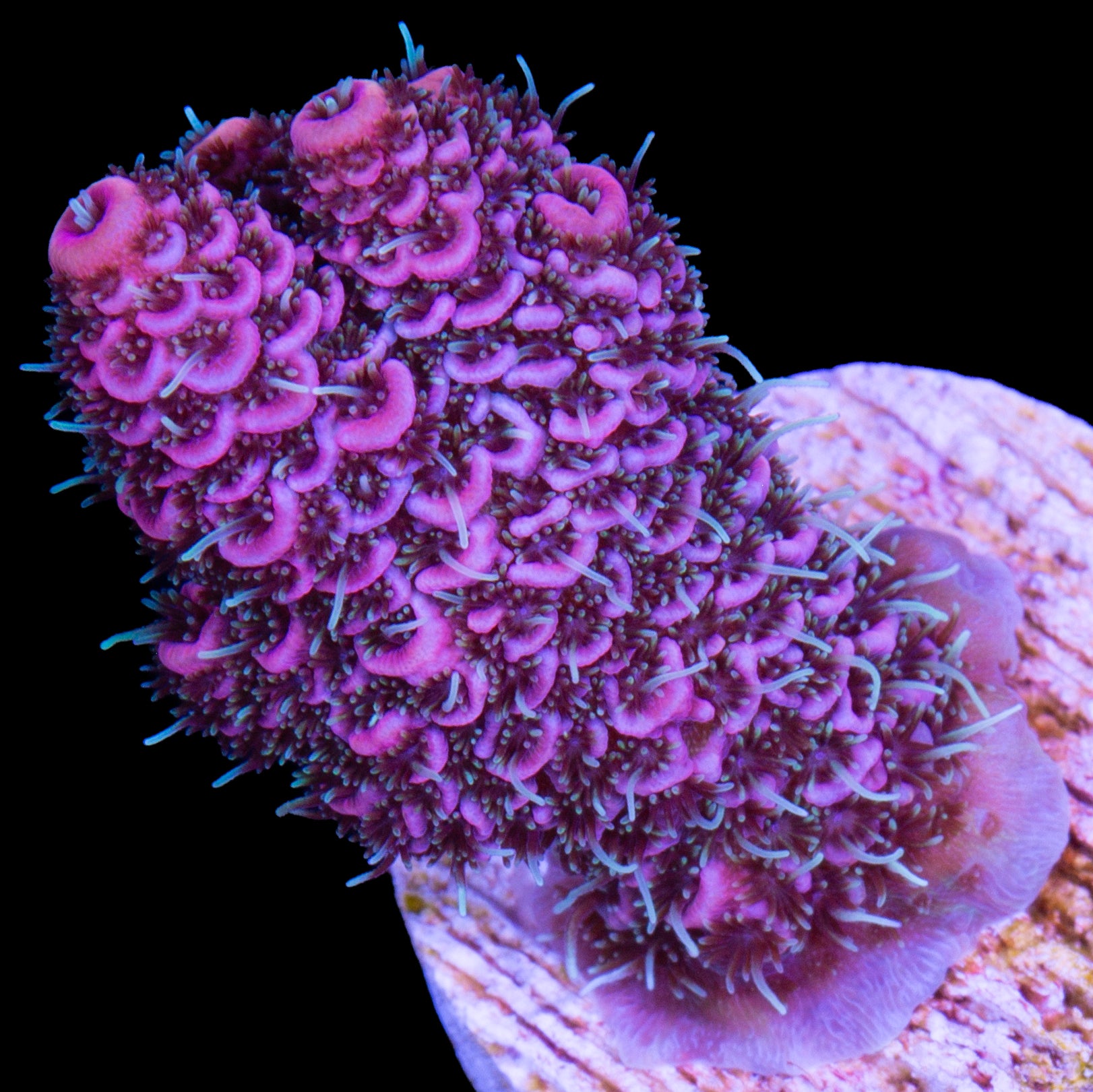Raspberry Millepora Acropora Coral