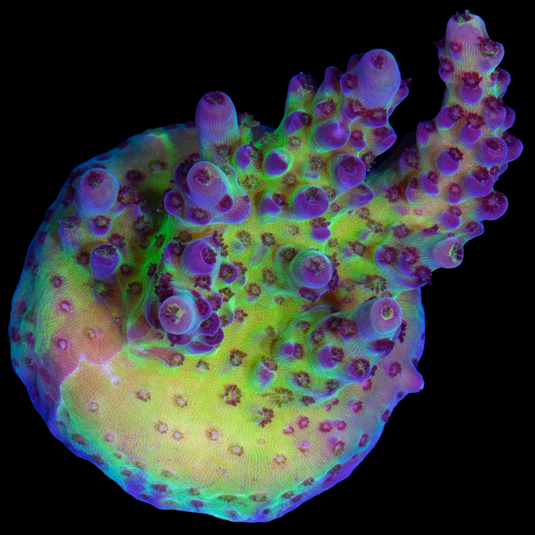 Purple Flame Acropora Coral