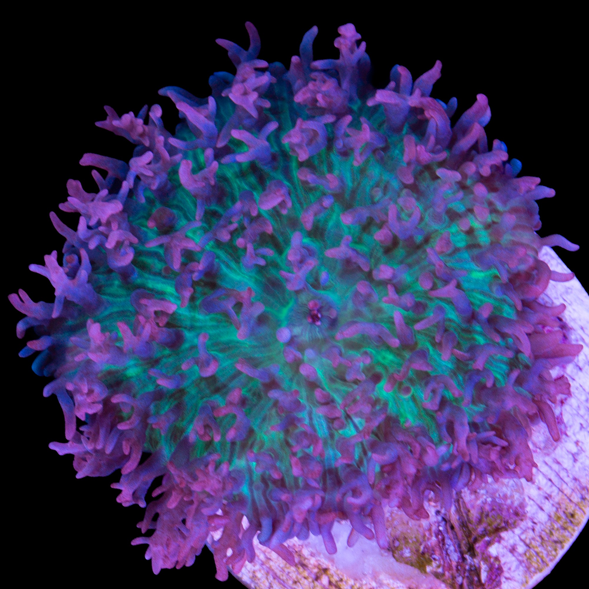 Lavender Hairy Mushroom