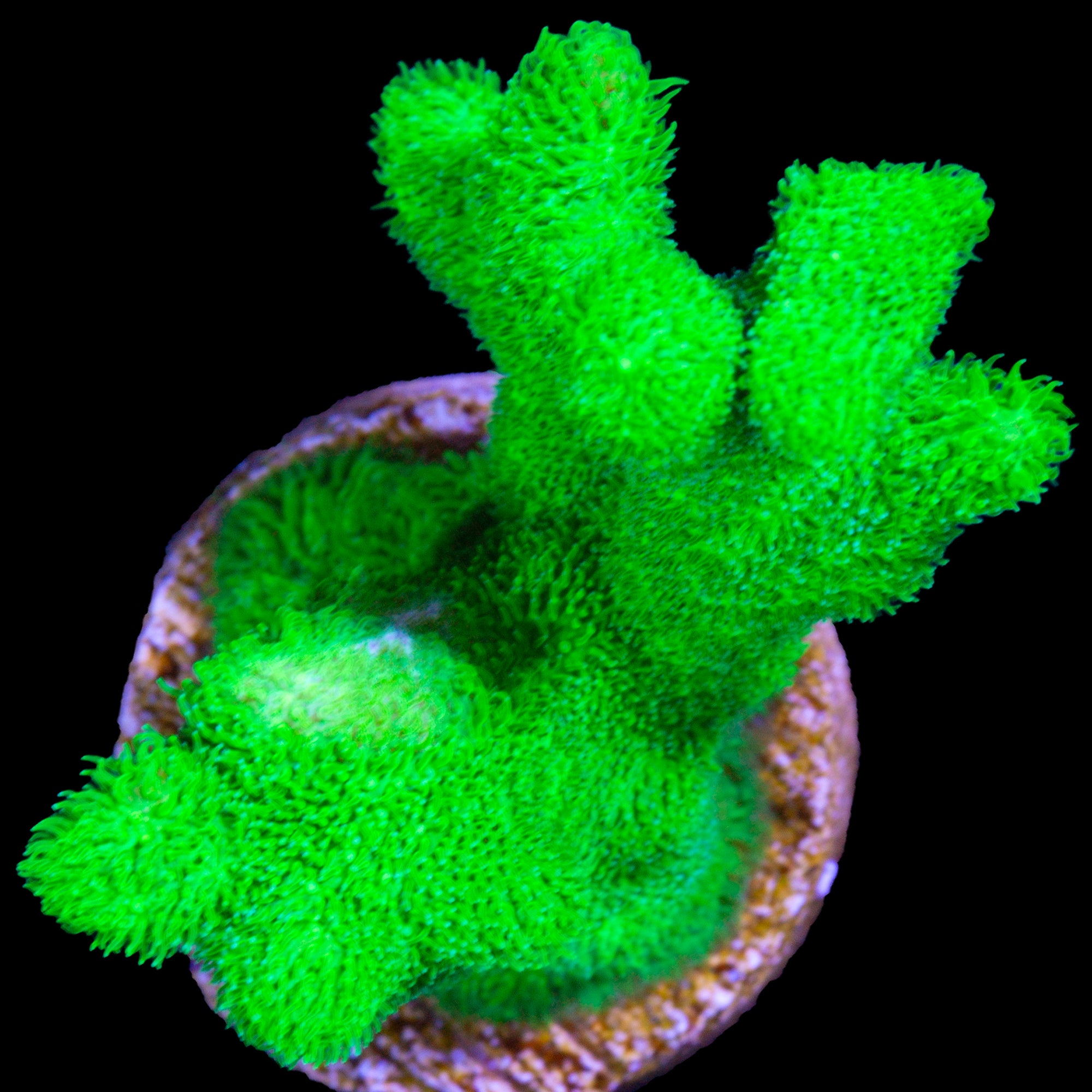 Green Branching Psammocora Coral
