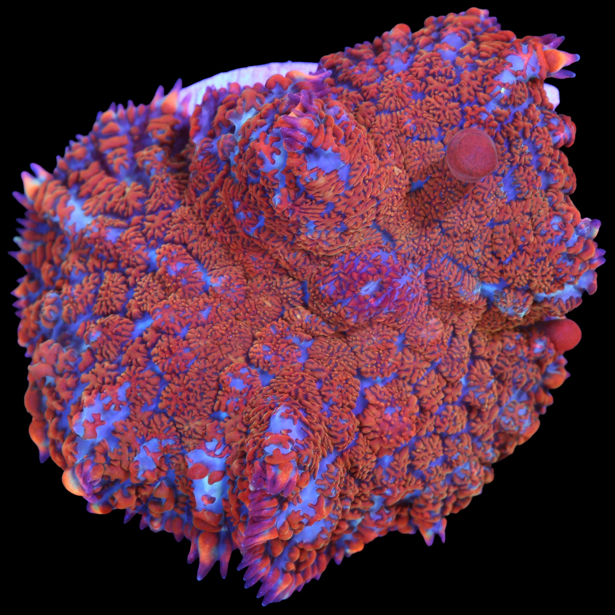 Superman Bullseye Mushroom