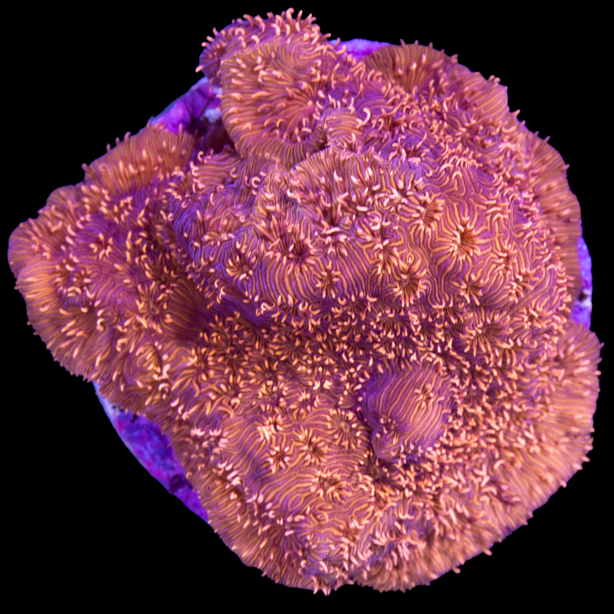 Orange Pavona Maldivensis Coral