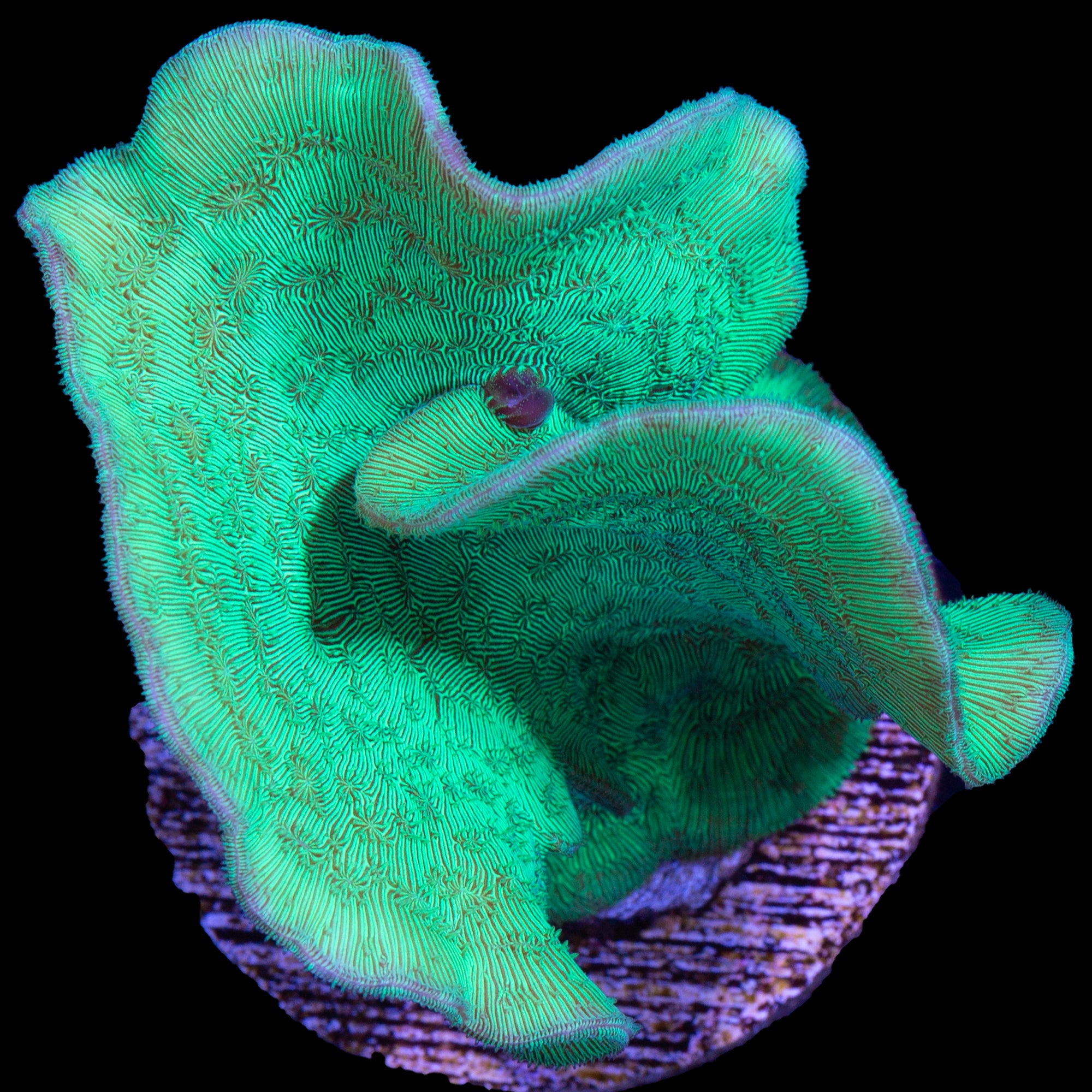 Green Branching Pavona Coral