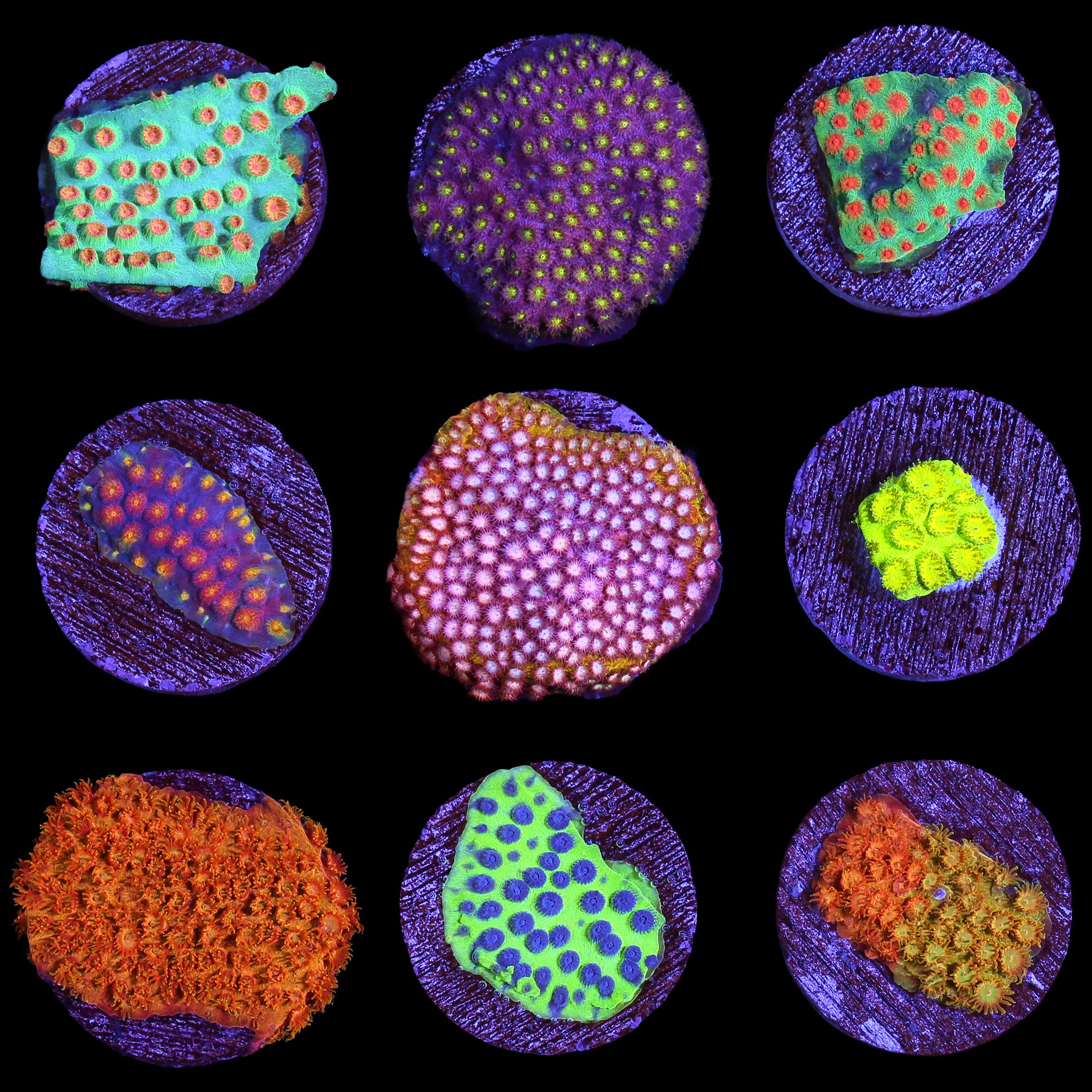 Ultimate Cyphastrea Frag Pack - 6 Frags