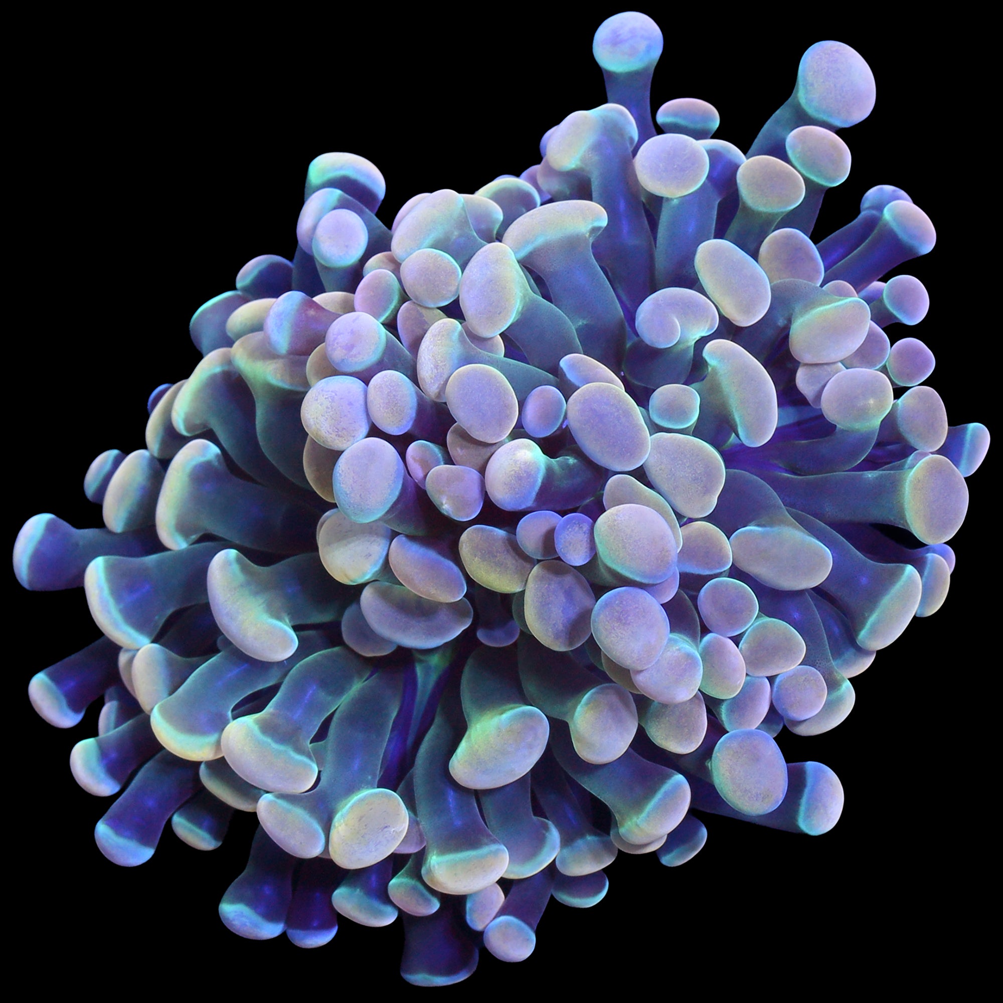 Pastel Branching Hammer Coral