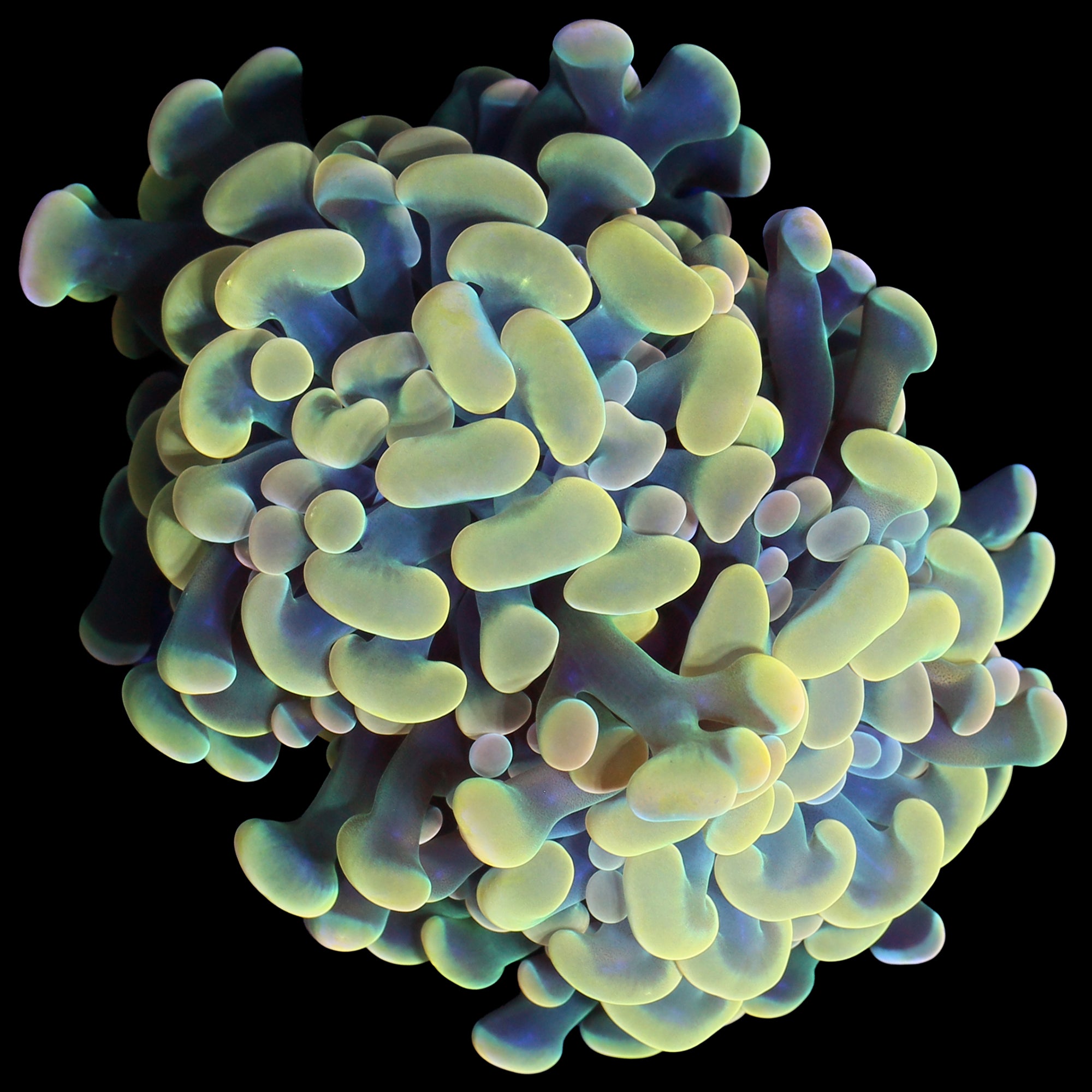 Golden Branching Hammer Coral