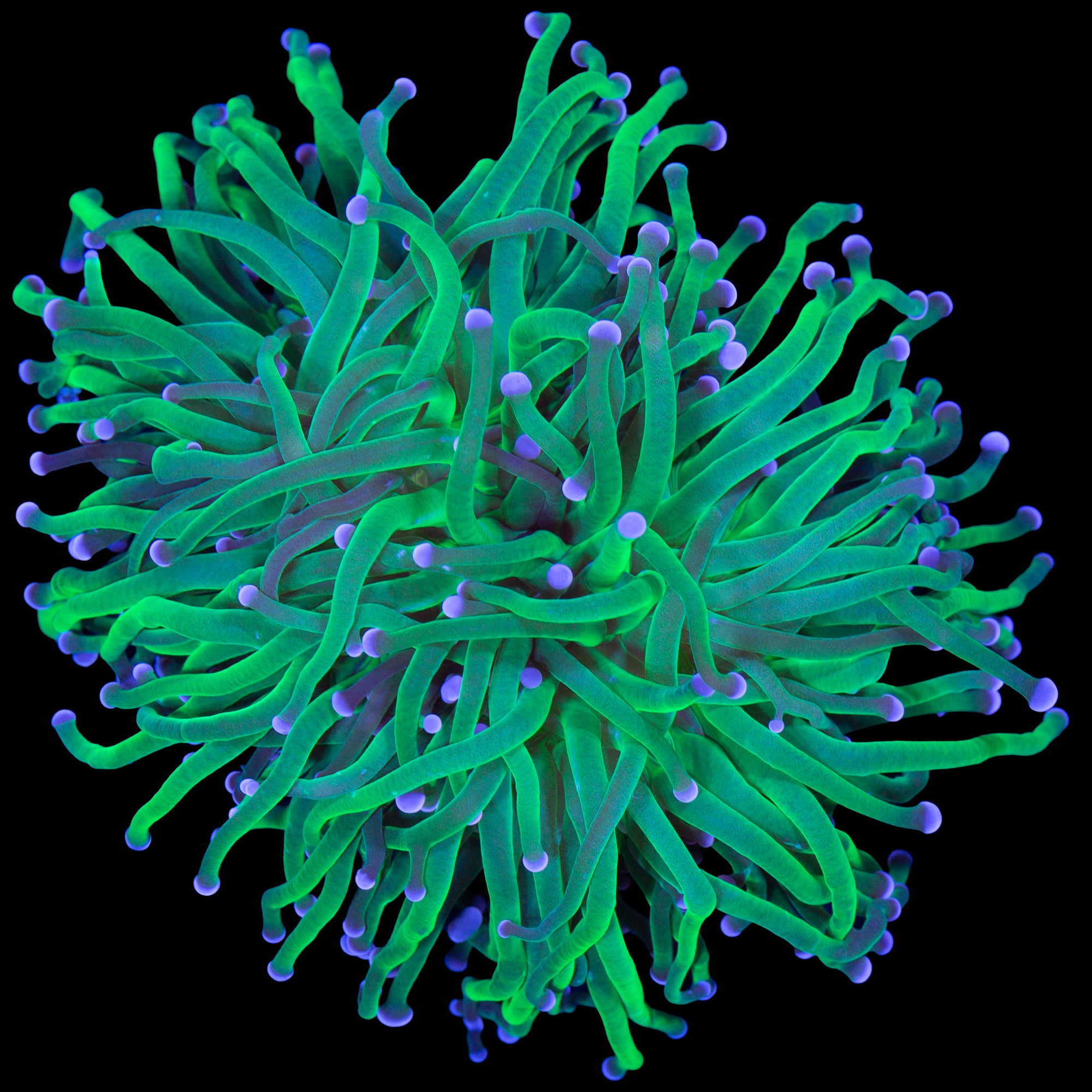 Electric Green Torch Coral