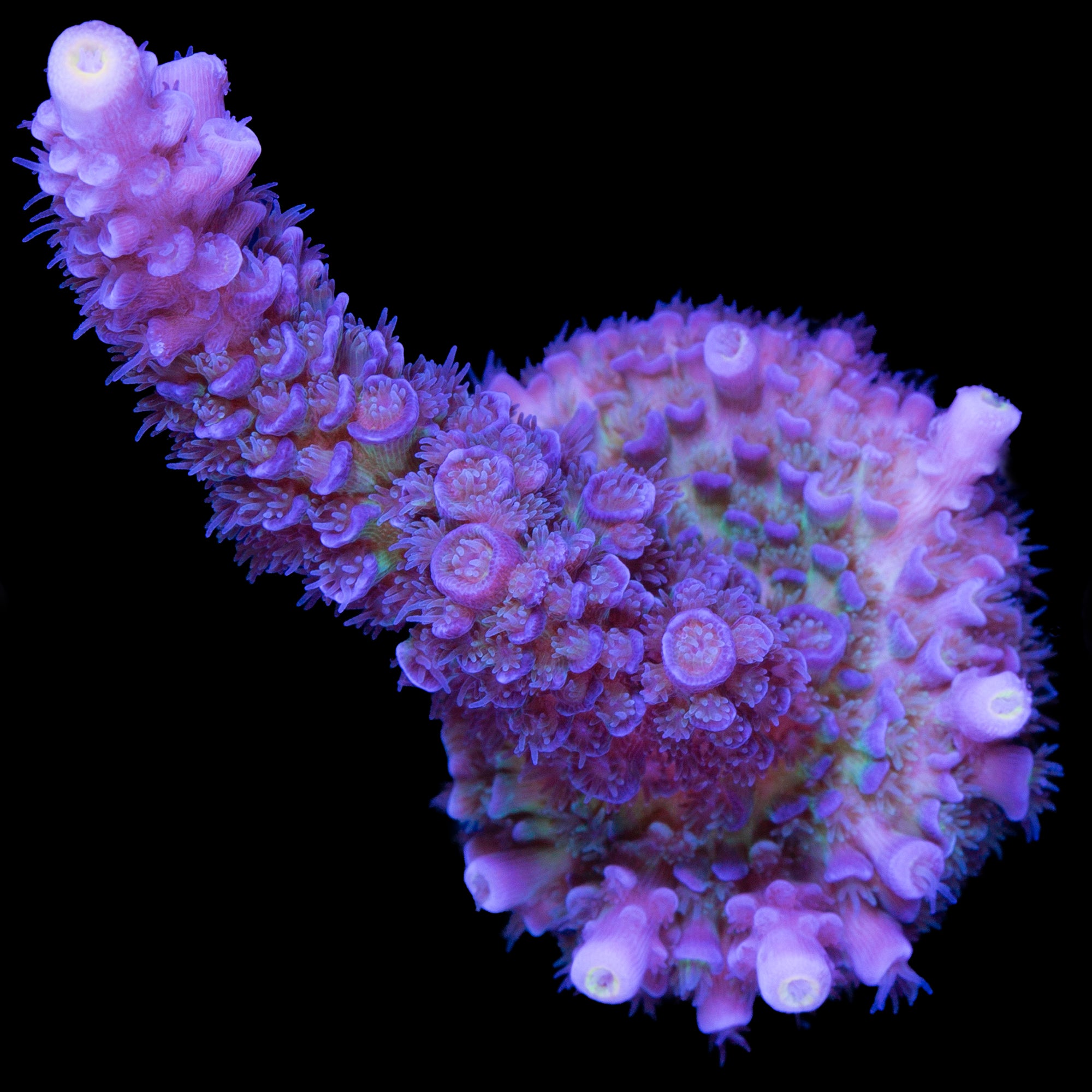 Super Fuzz Tenuis Acropora Coral