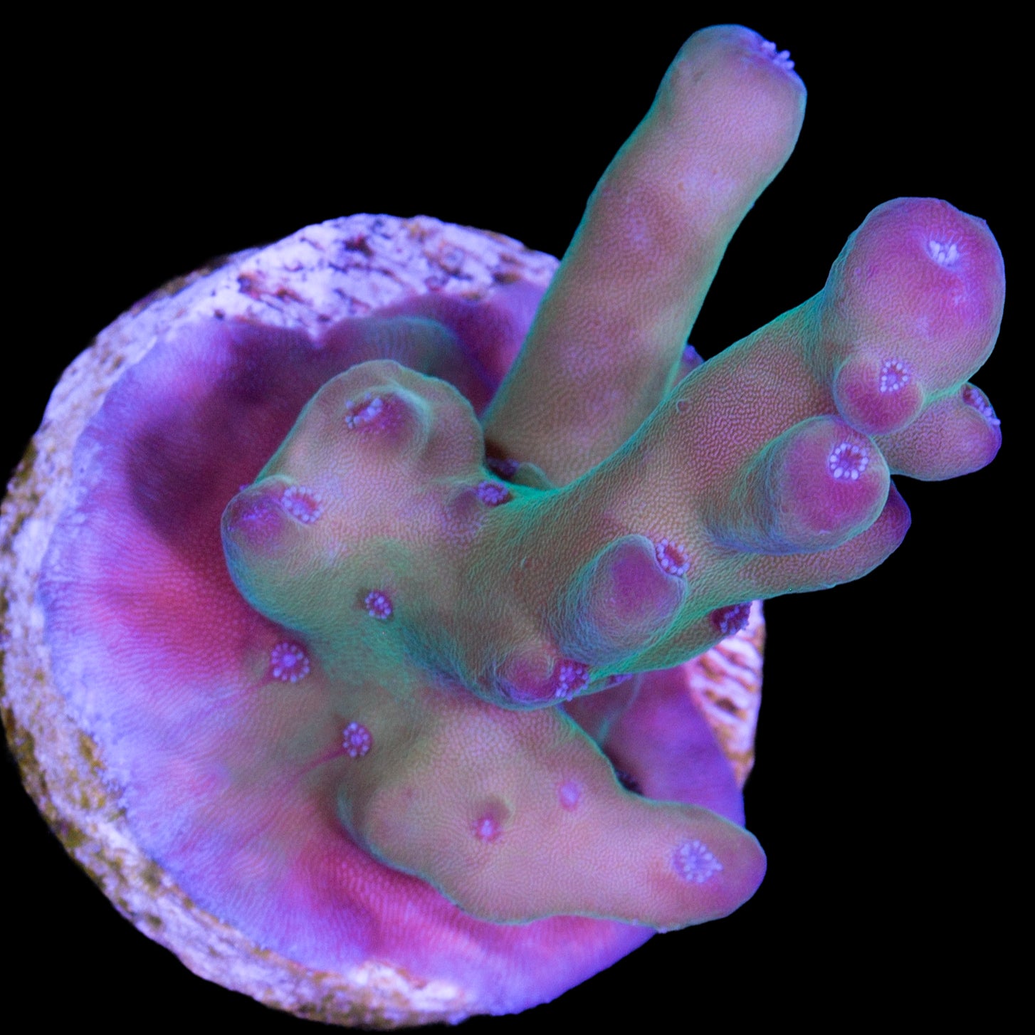 Grapevine Granulosa Acropora Coral