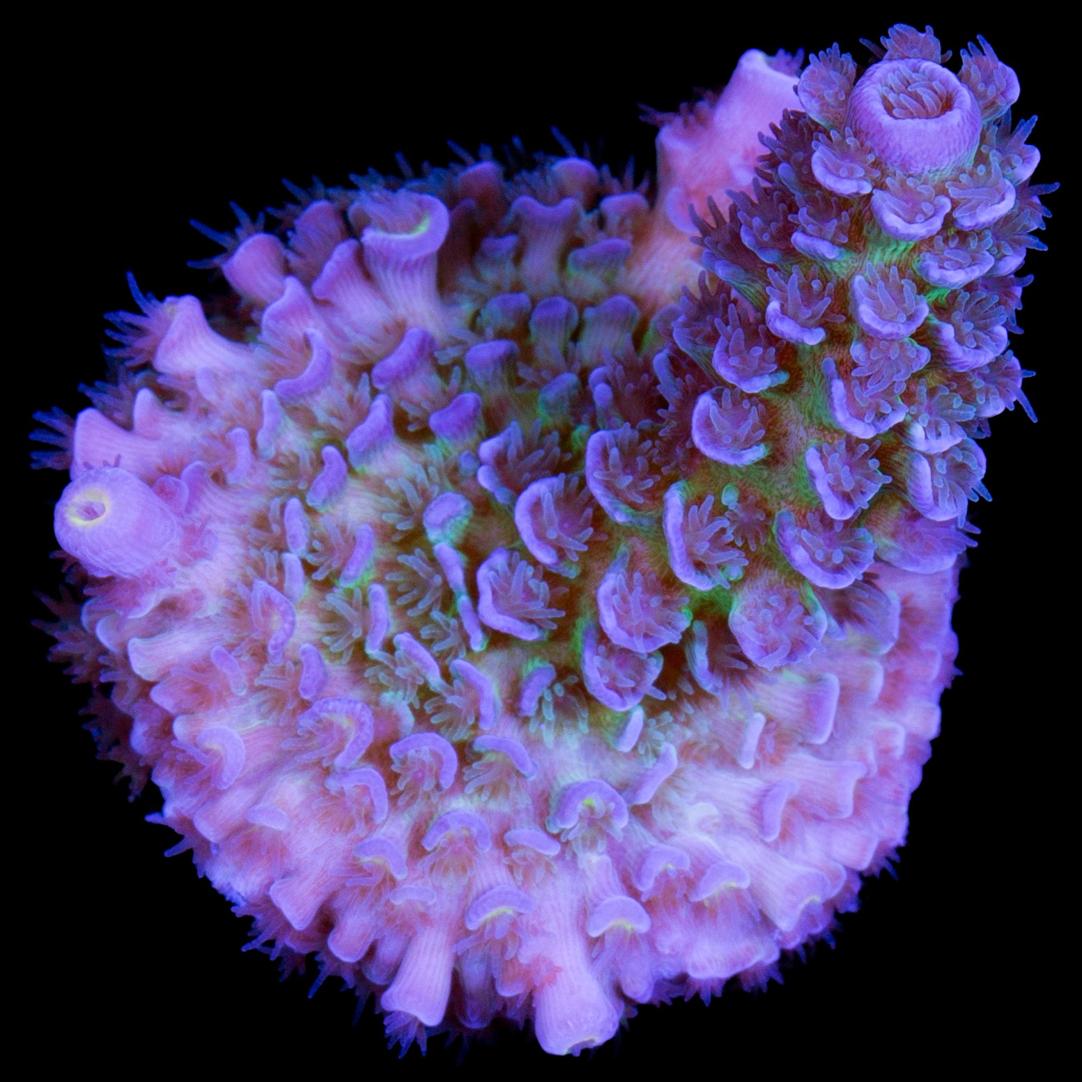 Super Fuzz Tenuis Acropora Coral