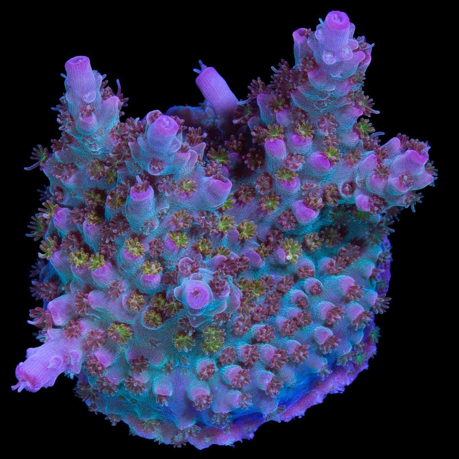 Royal Flush Acropora Coral