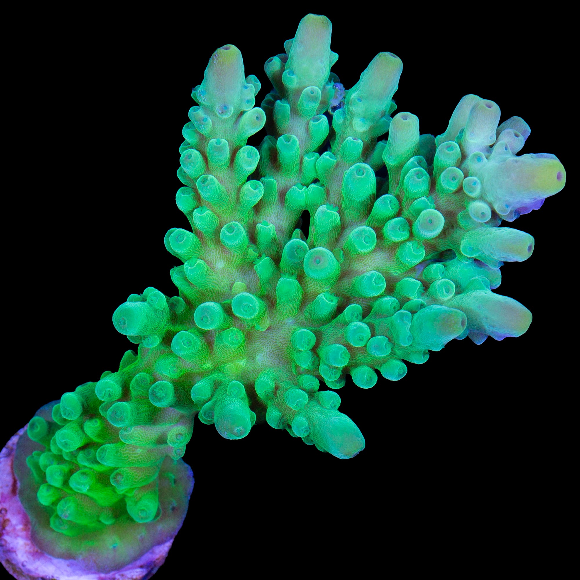 Enigma Acropora Coral - XL Frag