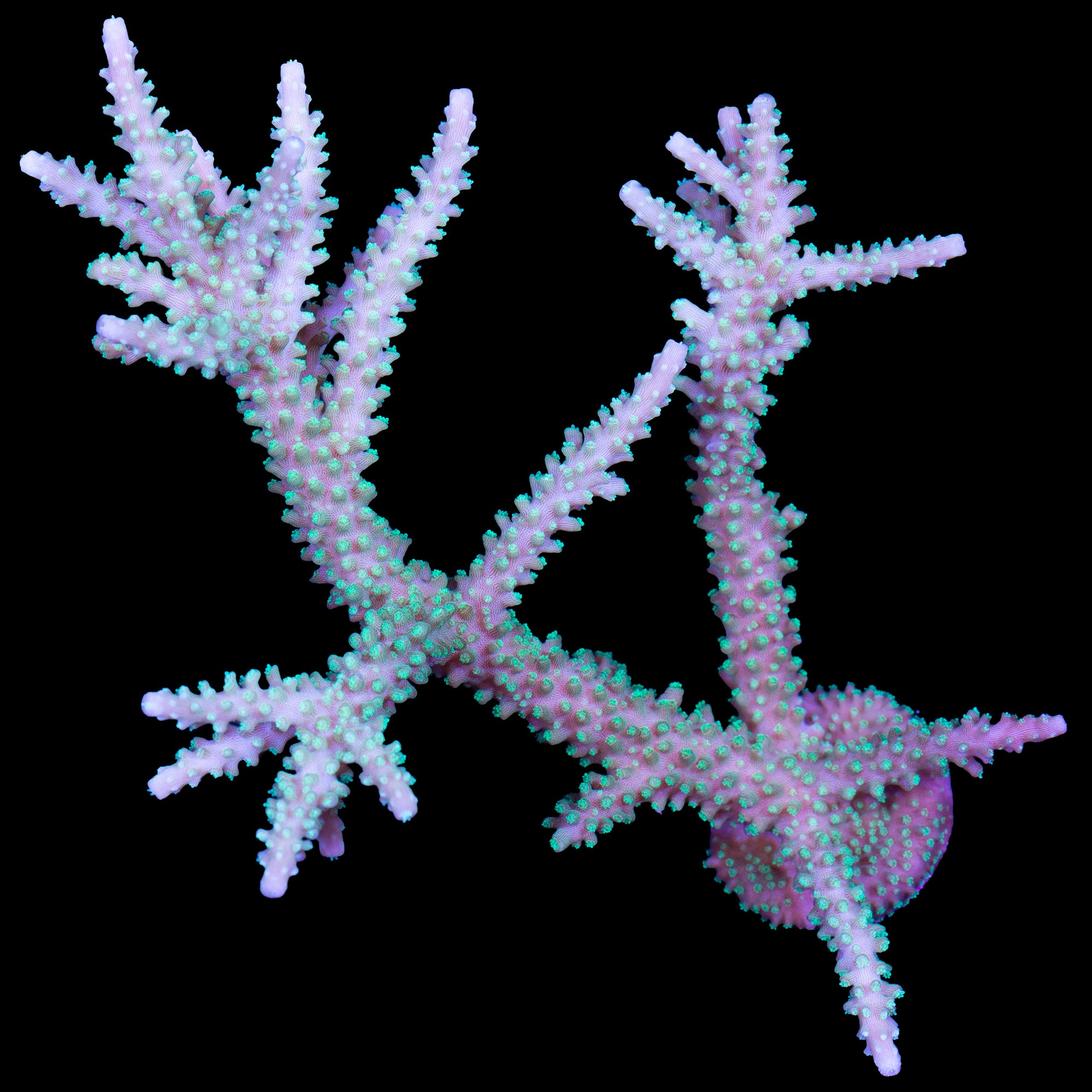 Scripps Green Acropora Coral Colony