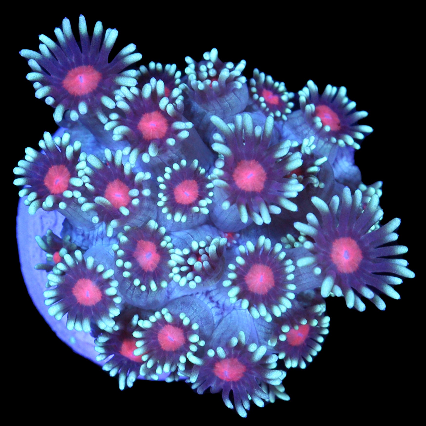 Vivid's Sakura Goniopora Coral