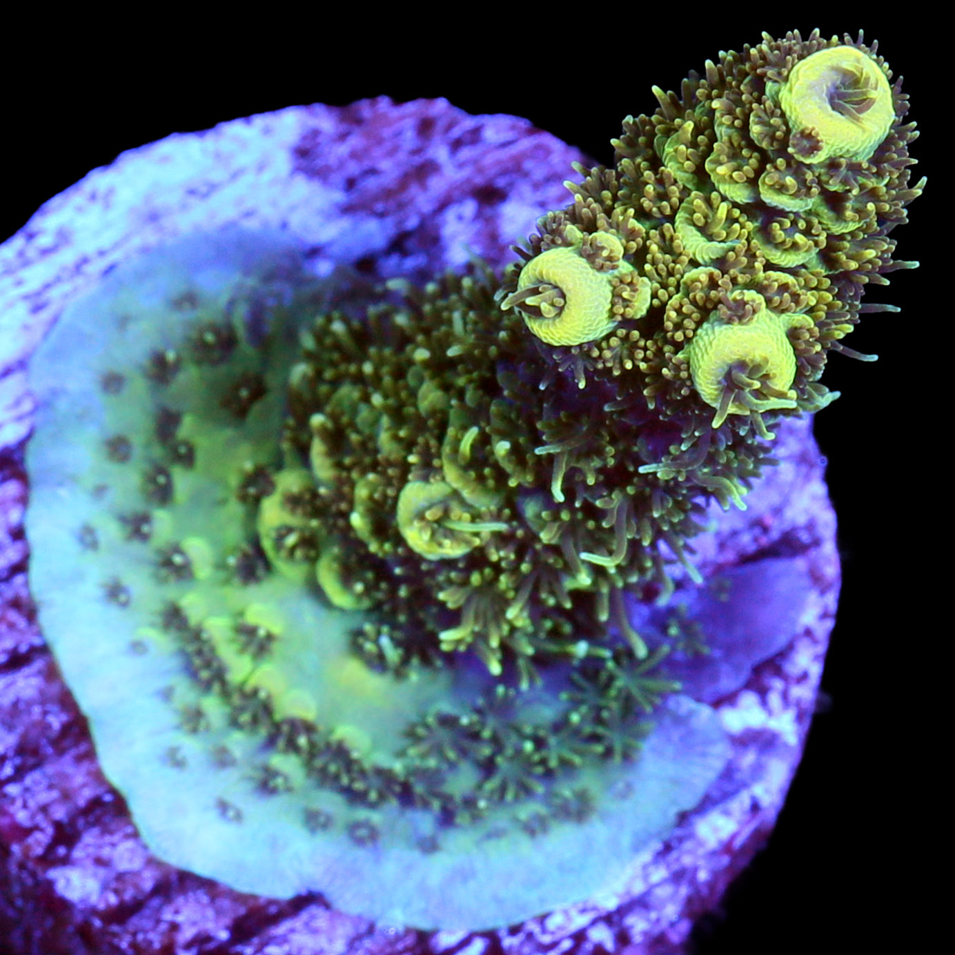 Sunshine Millepora Acropora Coral