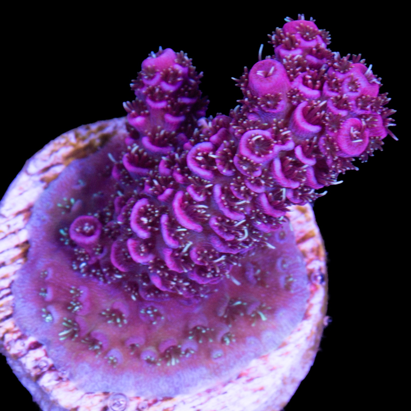 Raspberry Millepora Acropora Coral