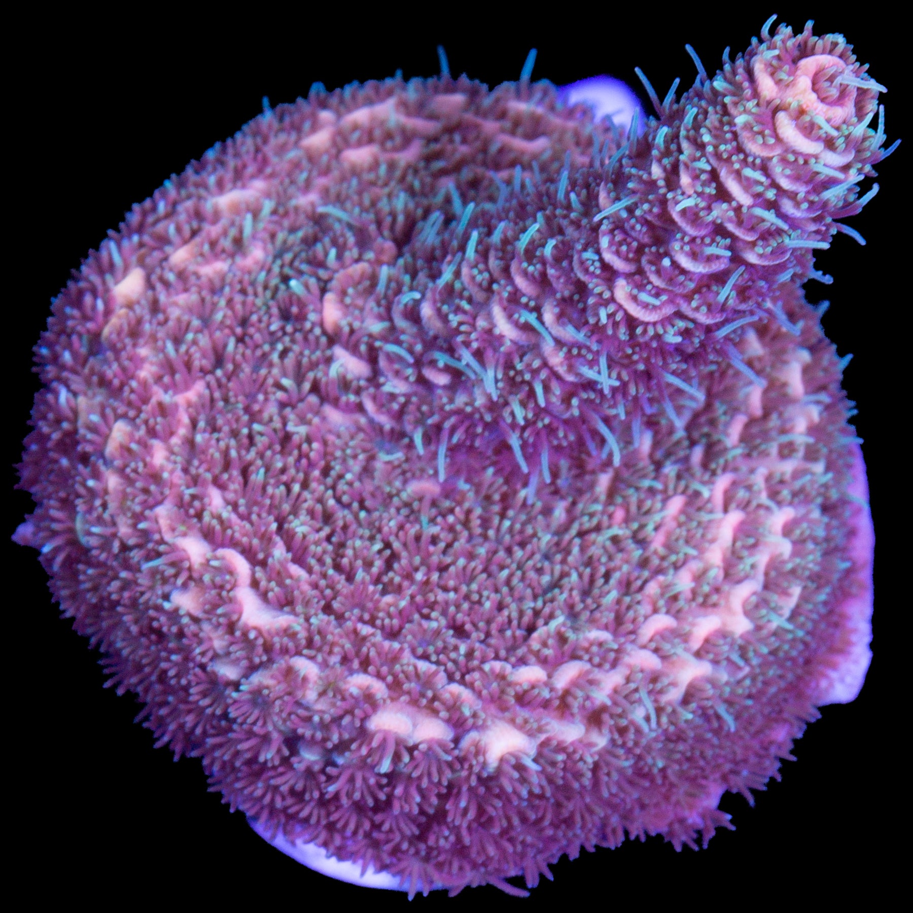 Peach Millepora Acropora Coral