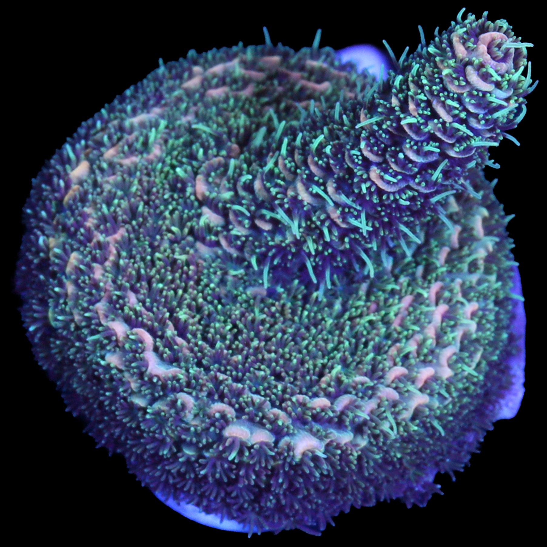 Peach Millepora Acropora Coral