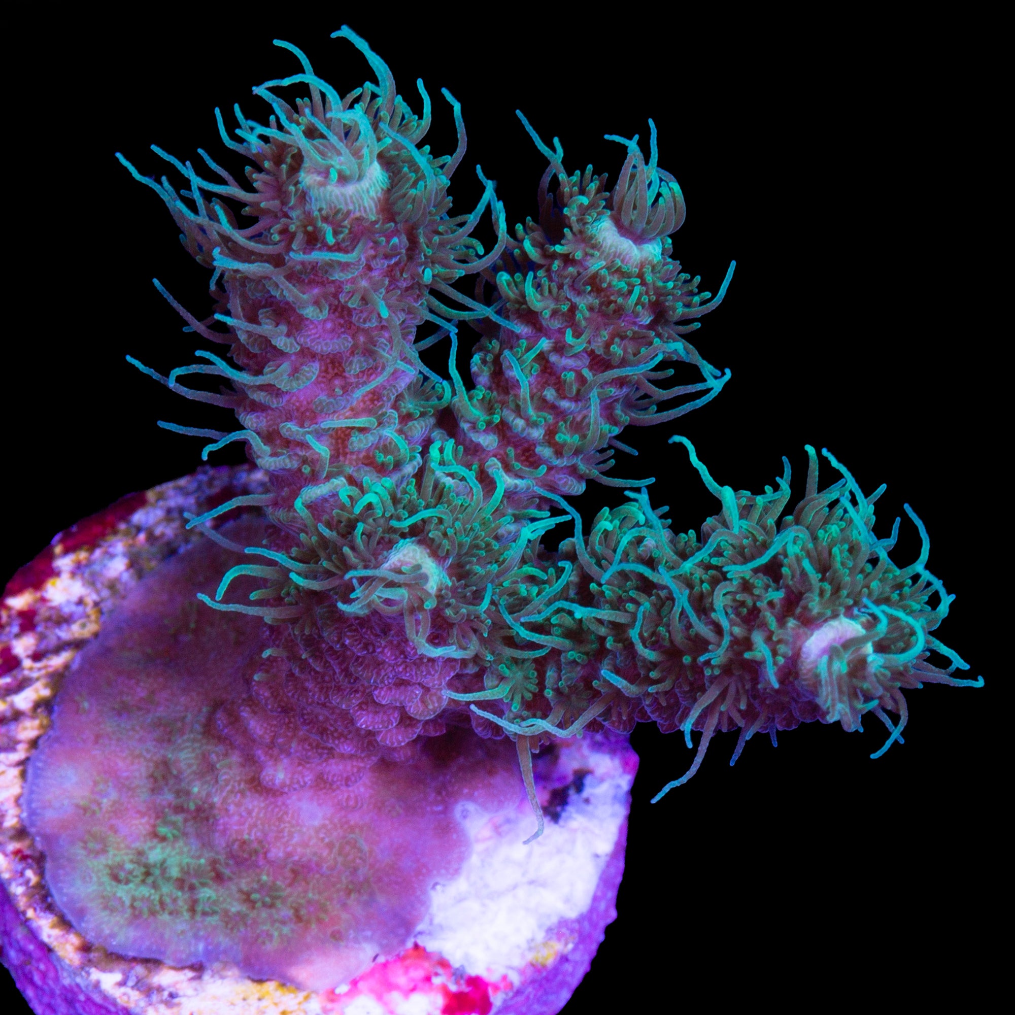 Wild Child Millepora Coral
