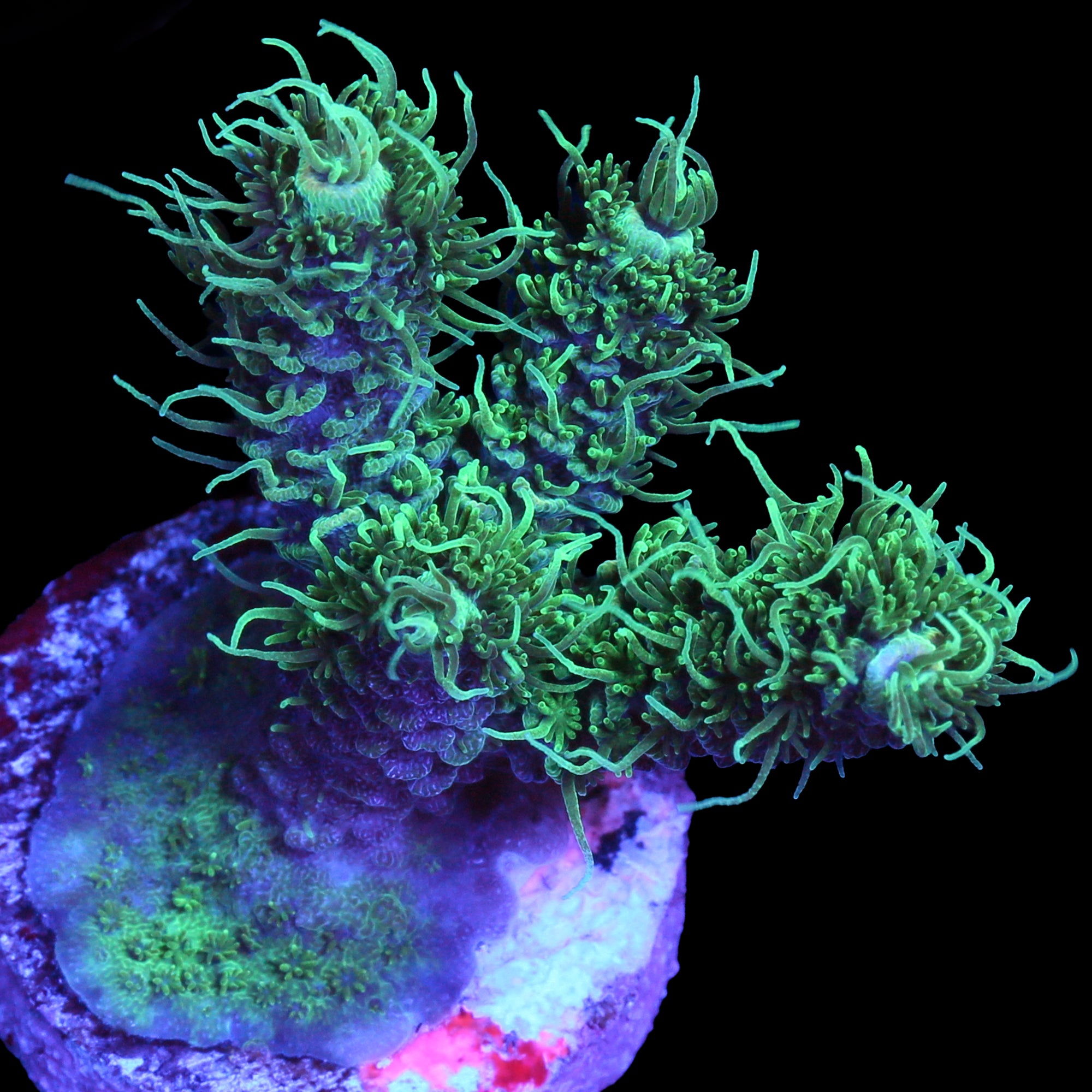 Wild Child Millepora Coral