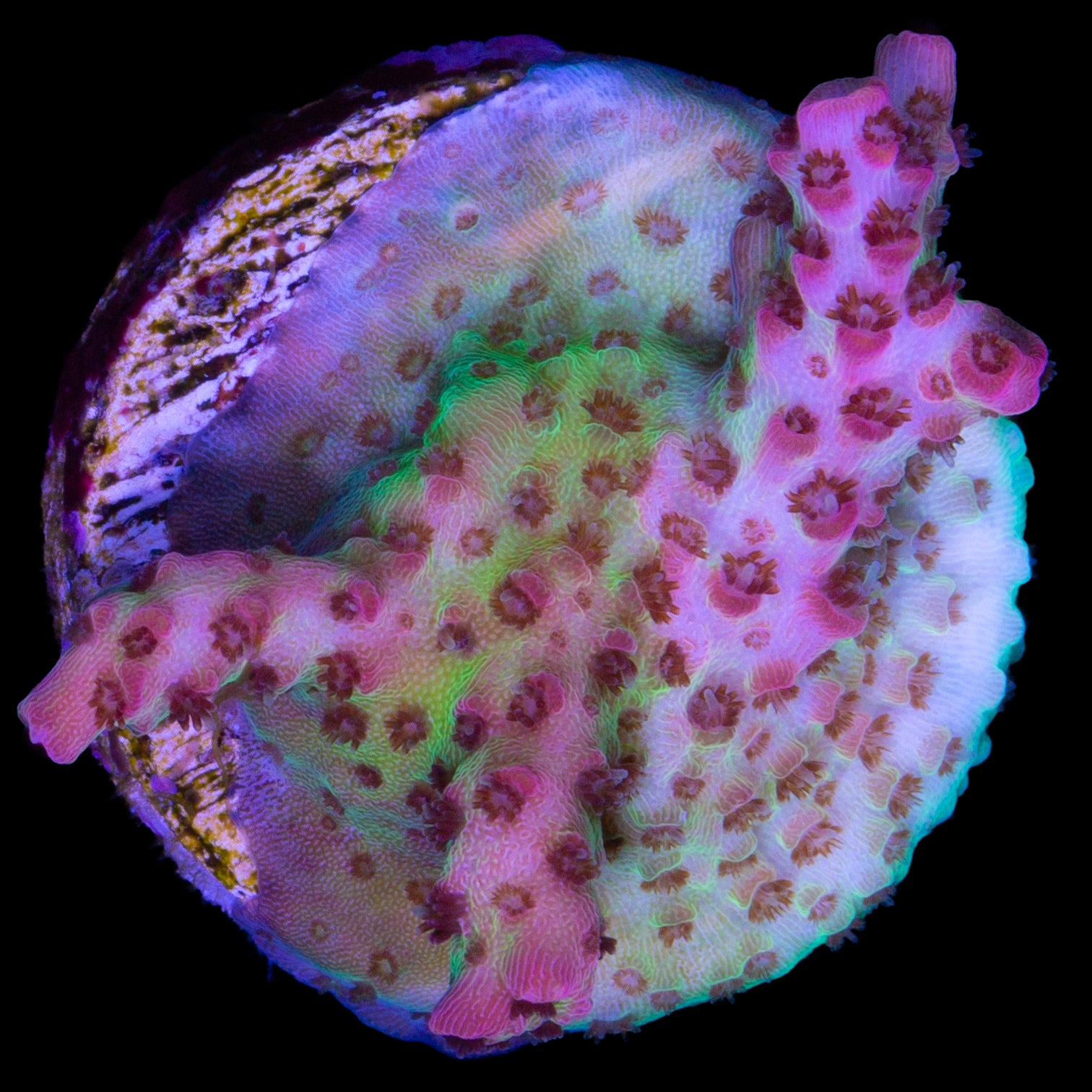 Red Planet Table Acropora Coral