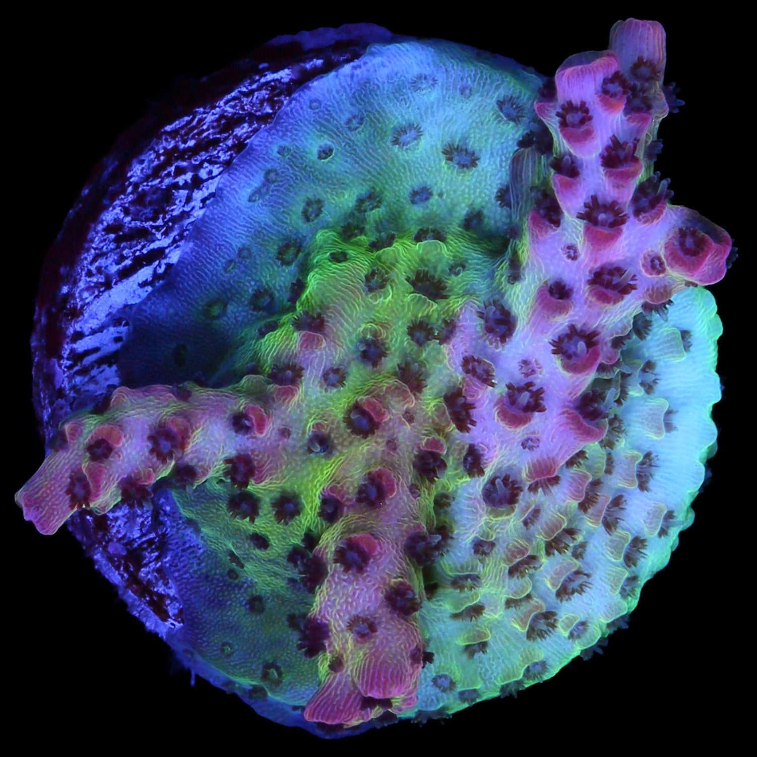 Red Planet Table Acropora Coral