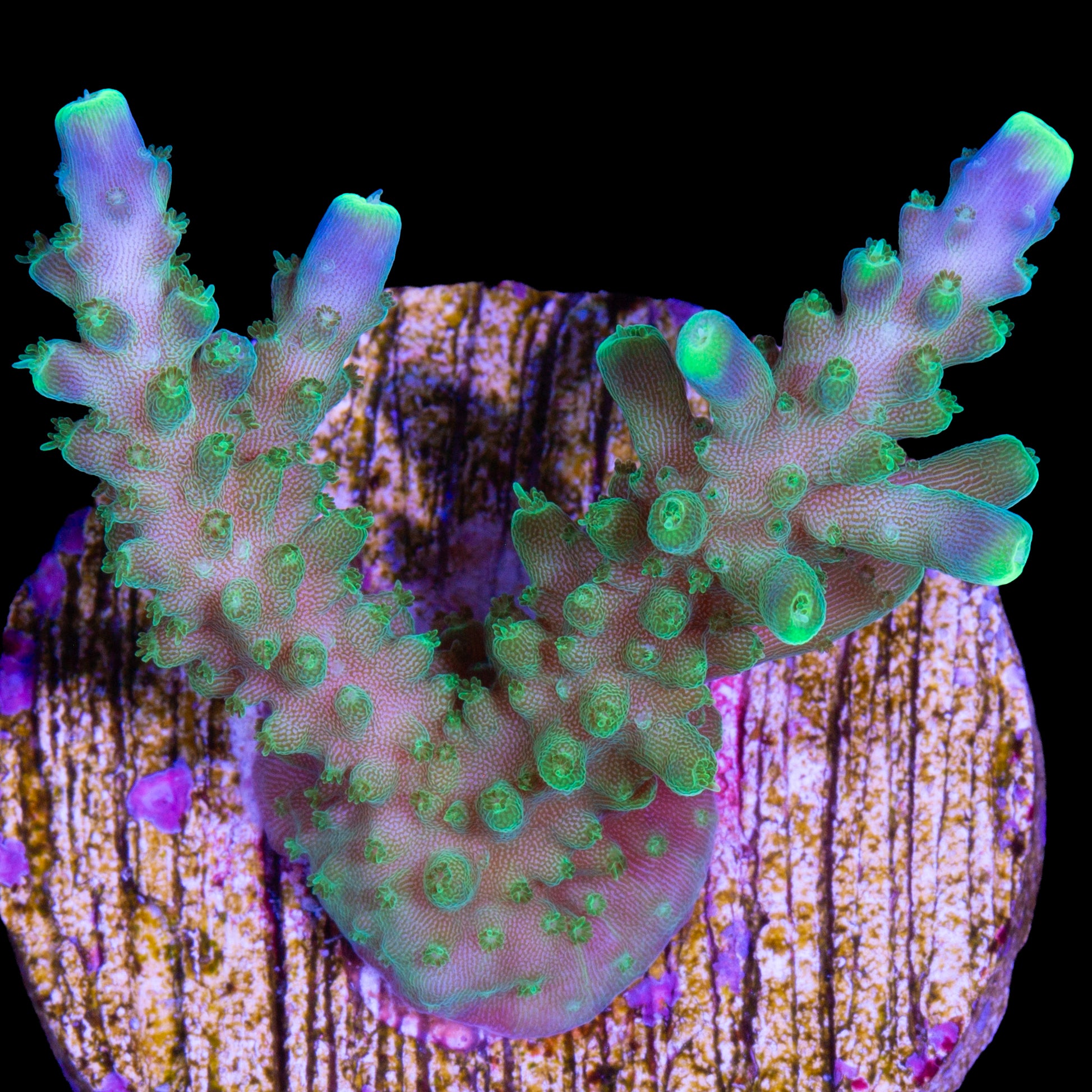 Sonic Boom Acropora Coral