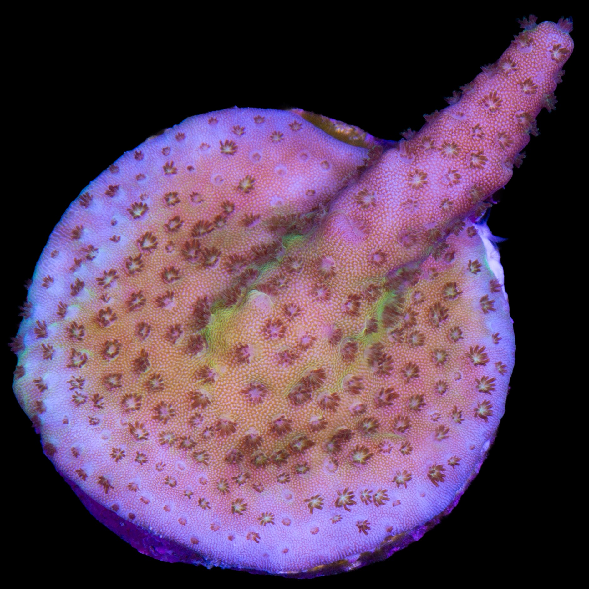 Mystery Acropora Coral