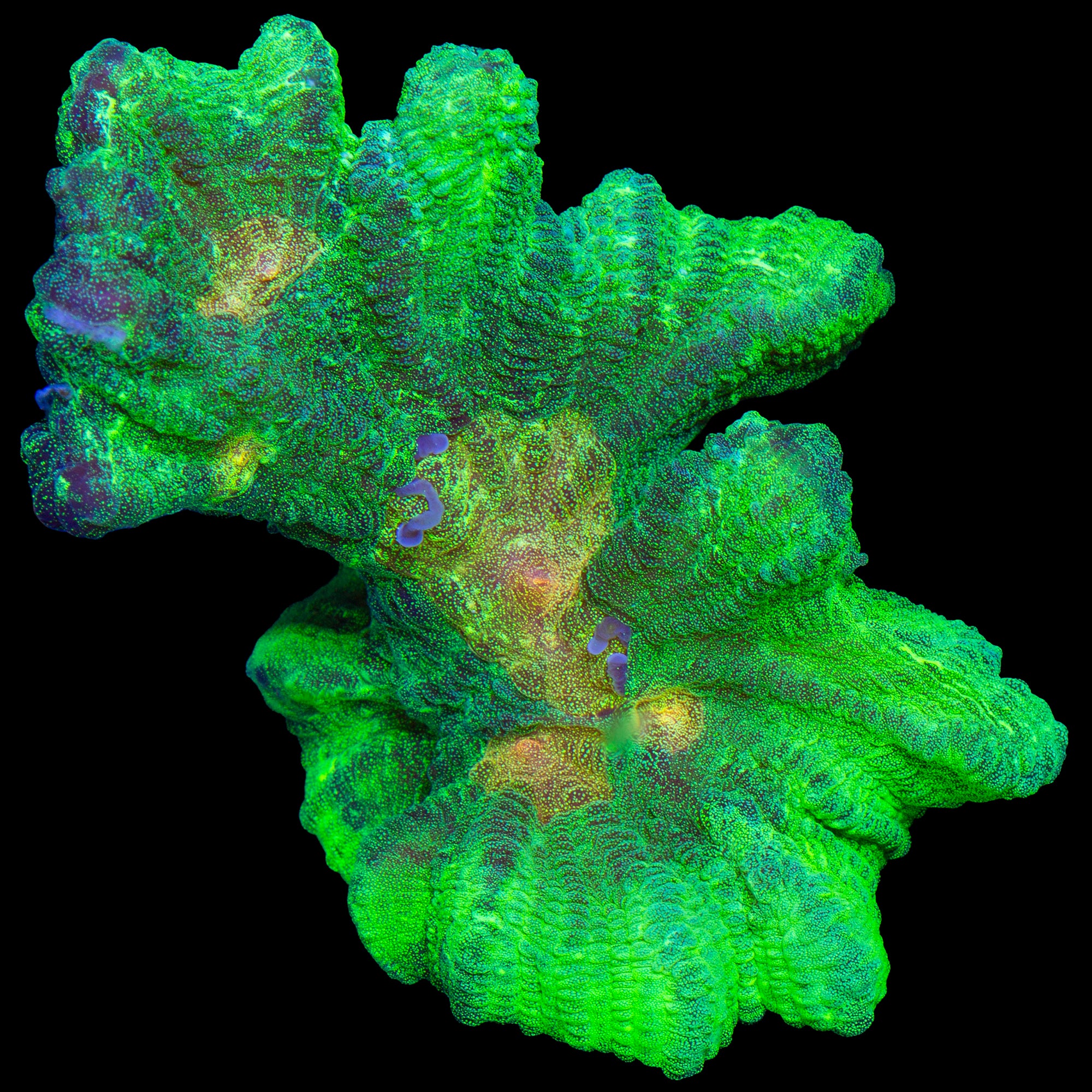 Space Invader Pectinia Coral