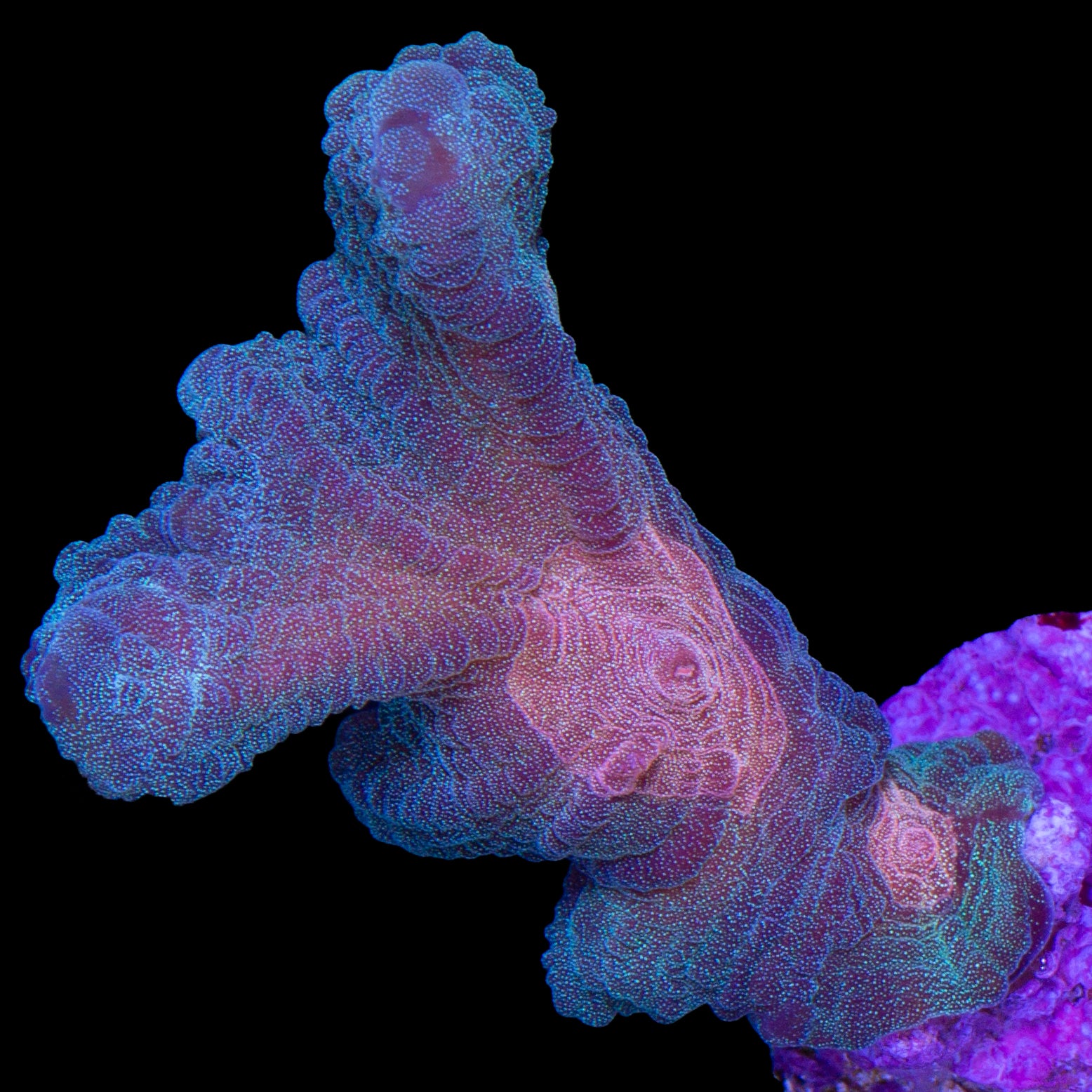 Rainbow Pectinia Coral