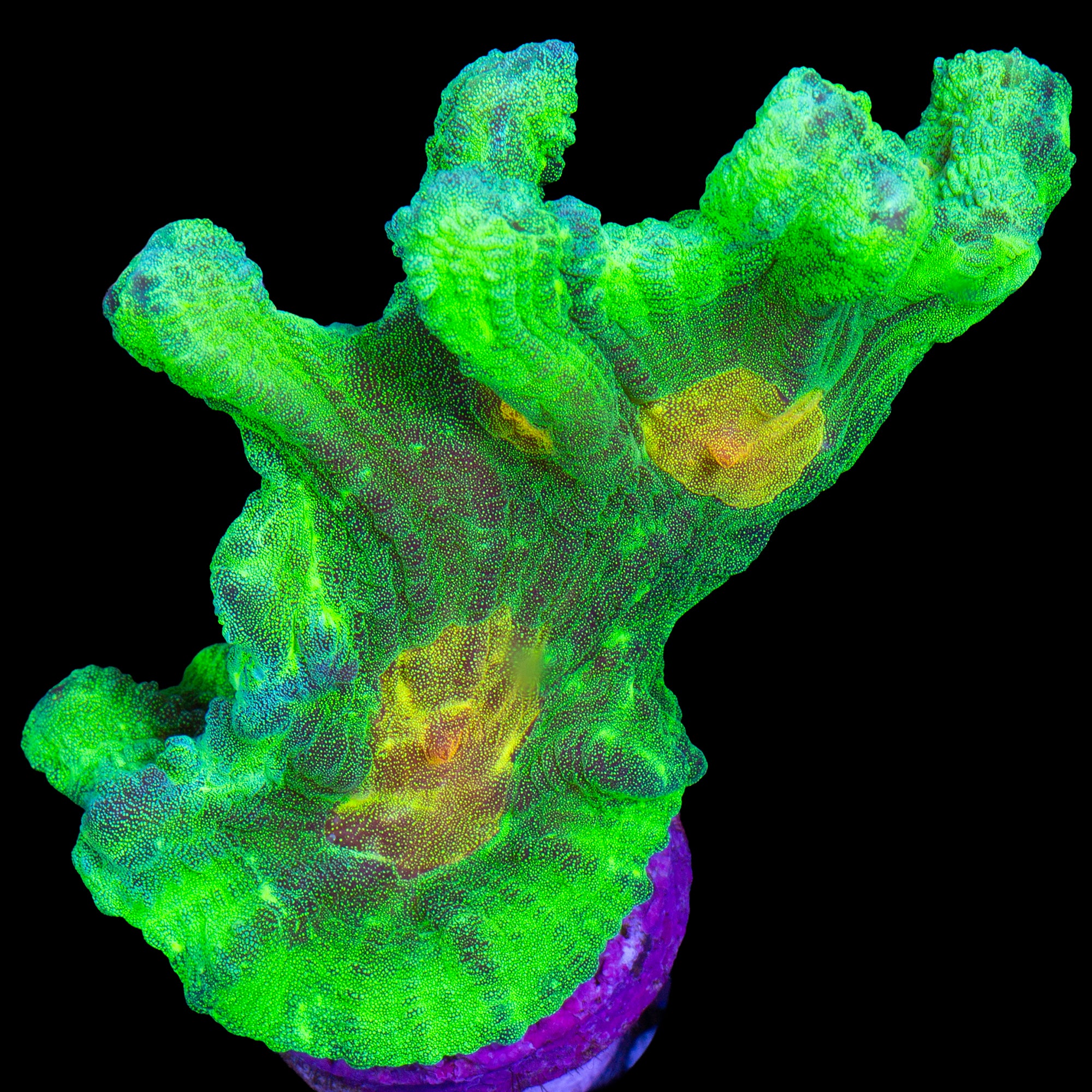 Space Invader Pectinia Coral