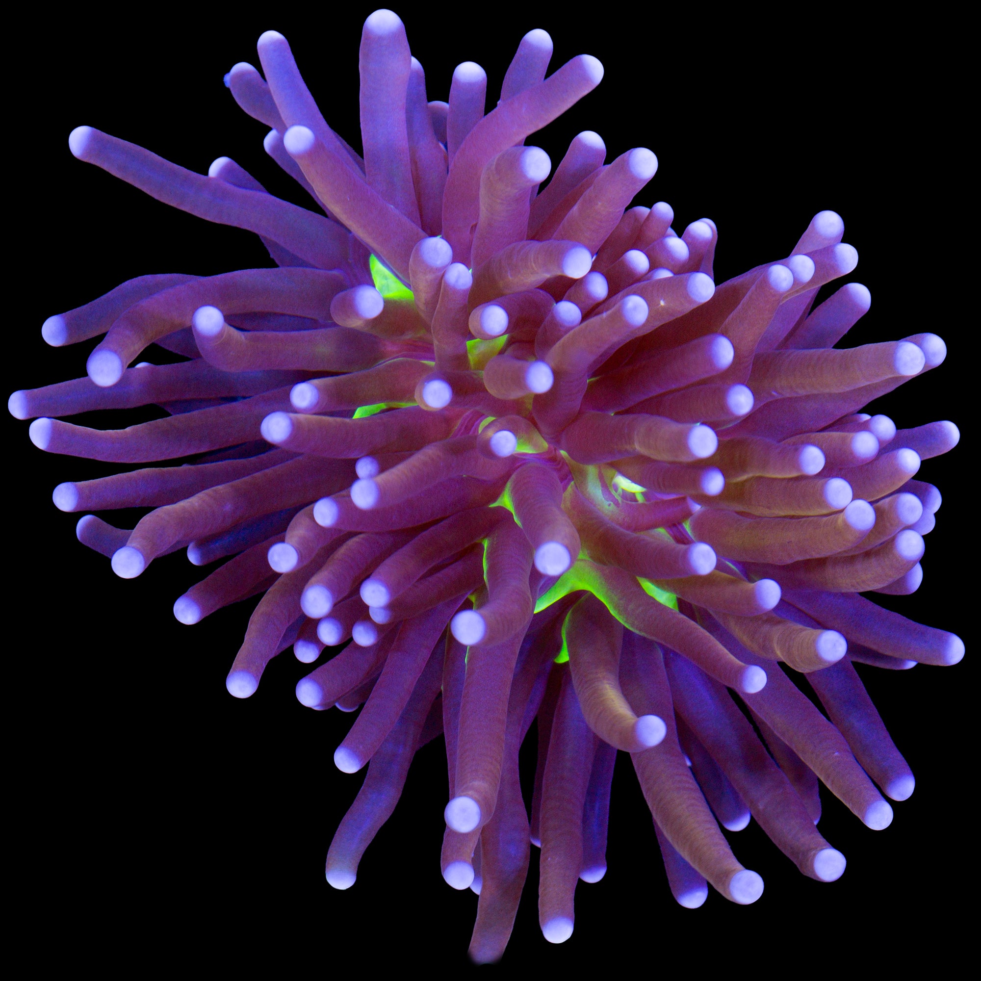 Green Center Indo Gold Torch Coral